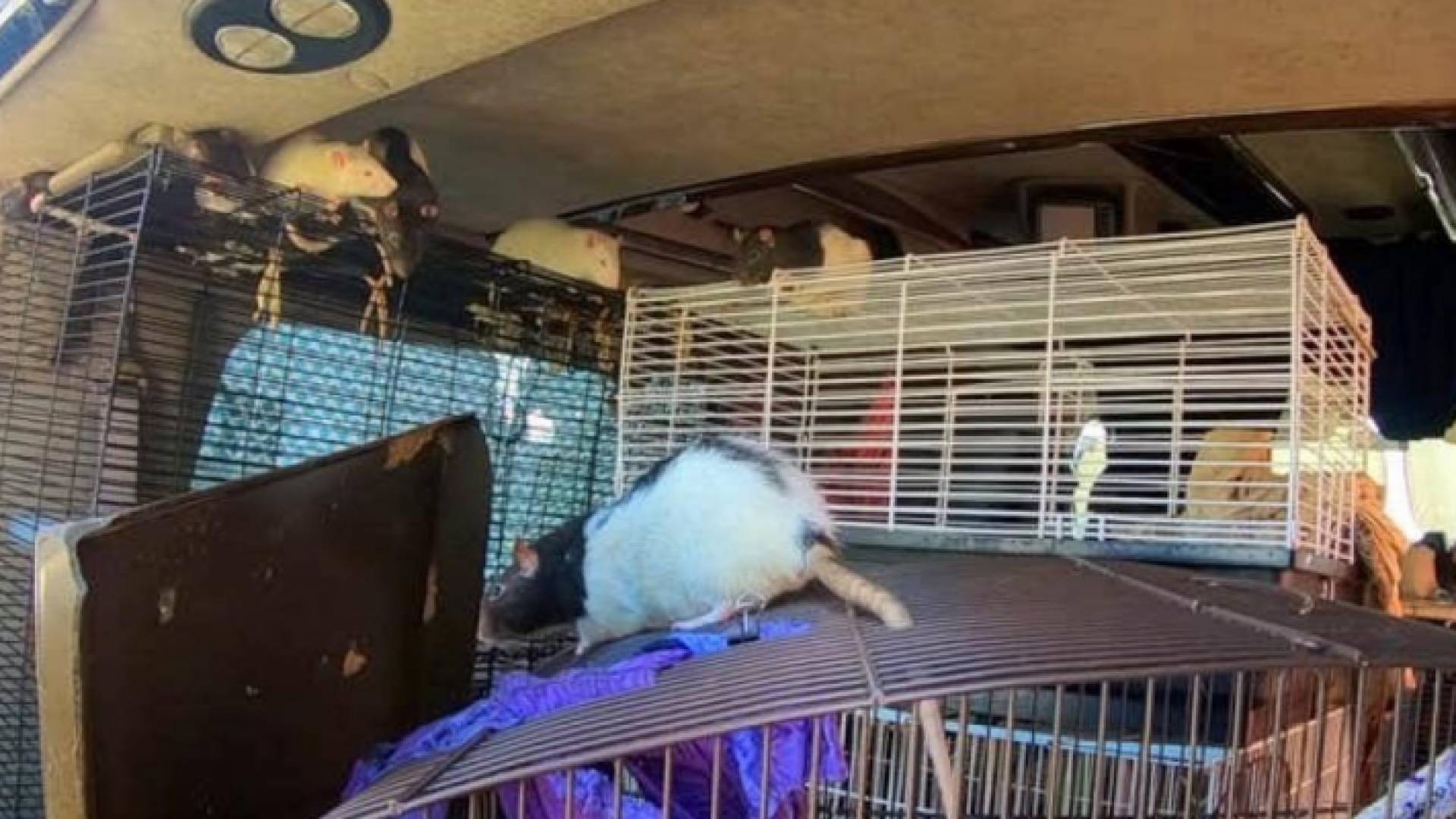 استغرقت عملية جمع الفئران التي نفذها رجال الشرطة يومين