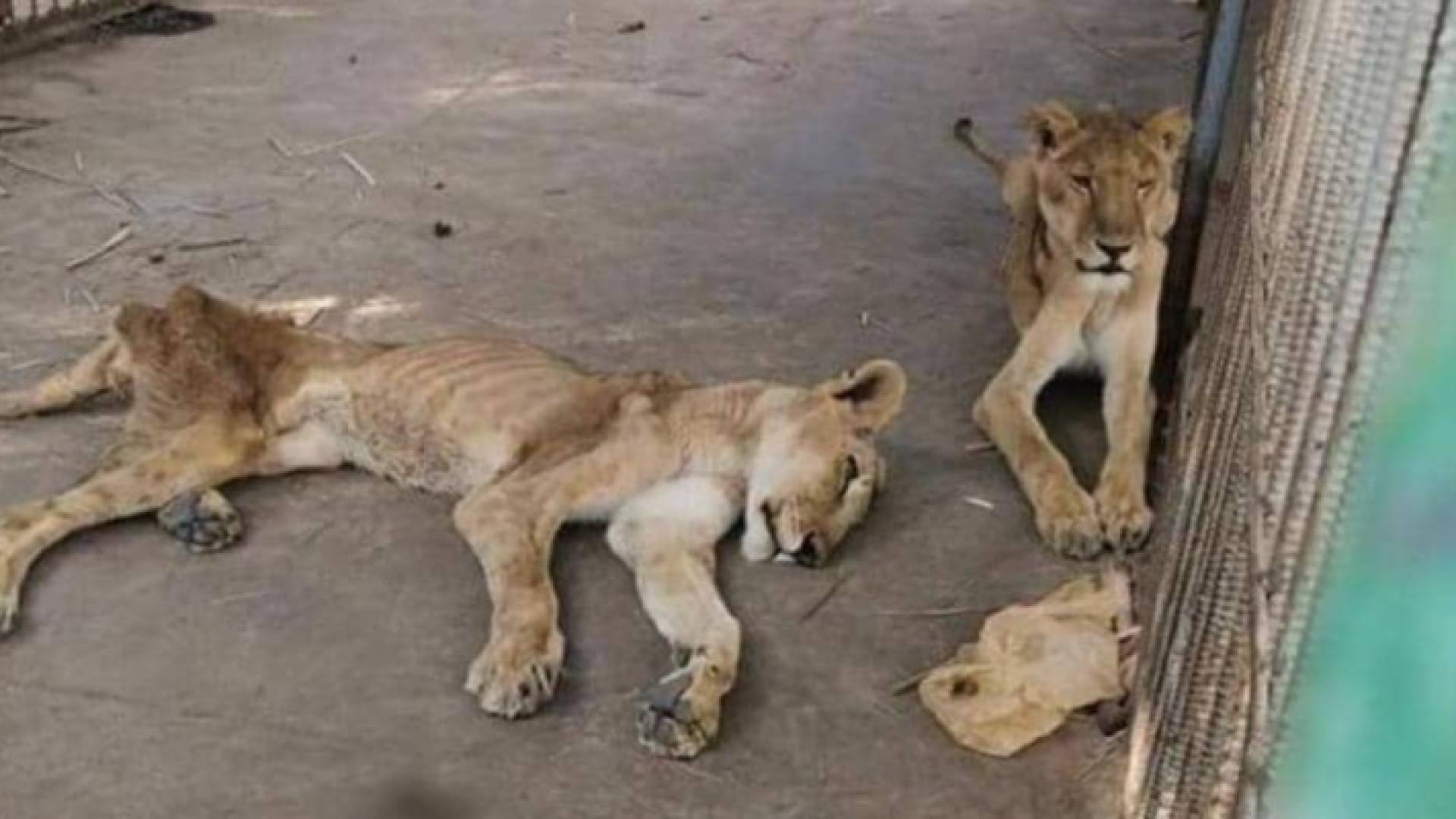 صورة لأسود جائعة جرى تداولها على مواقع التوصل بالسودان