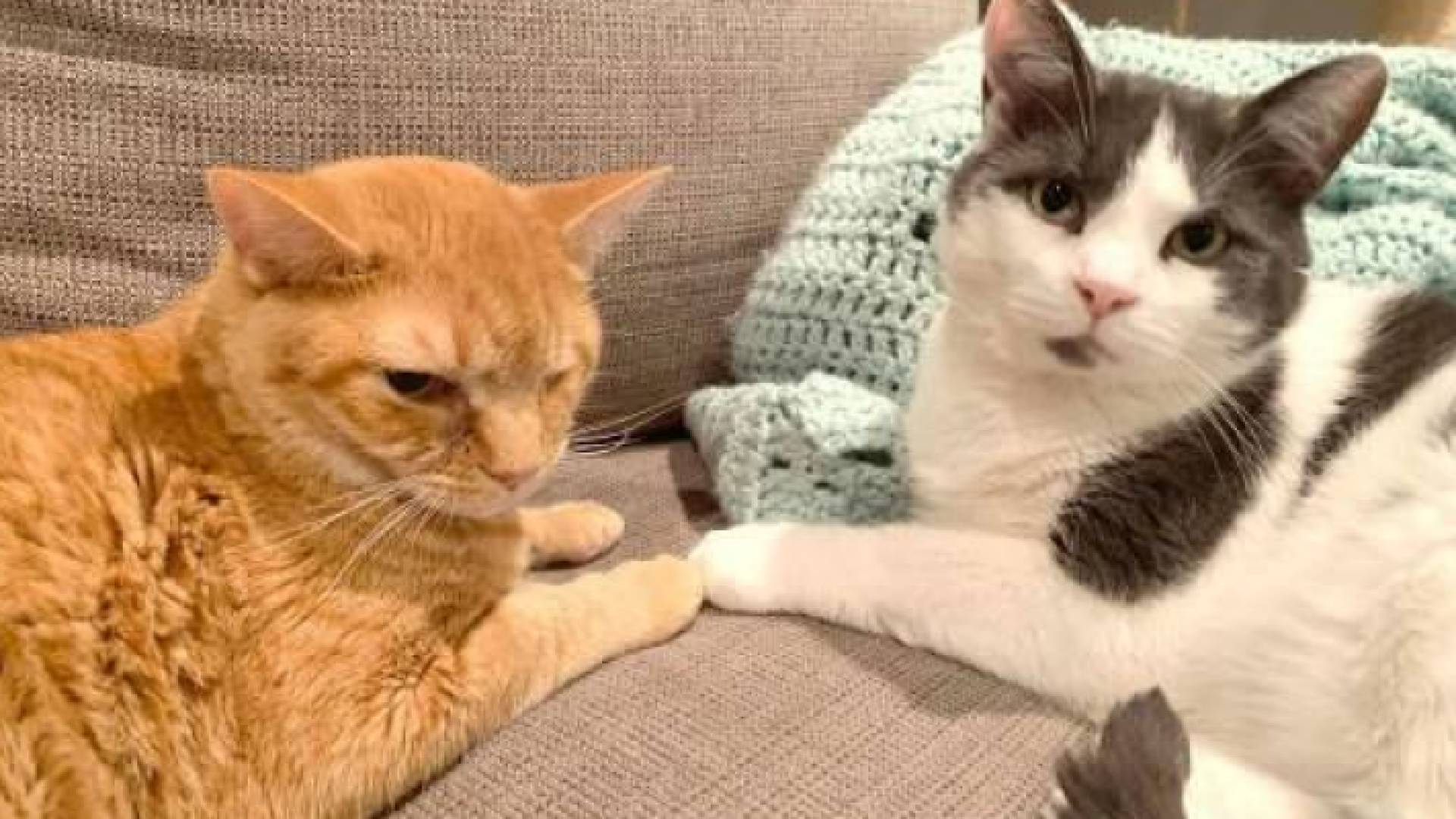 قطط داخل دار العجزة