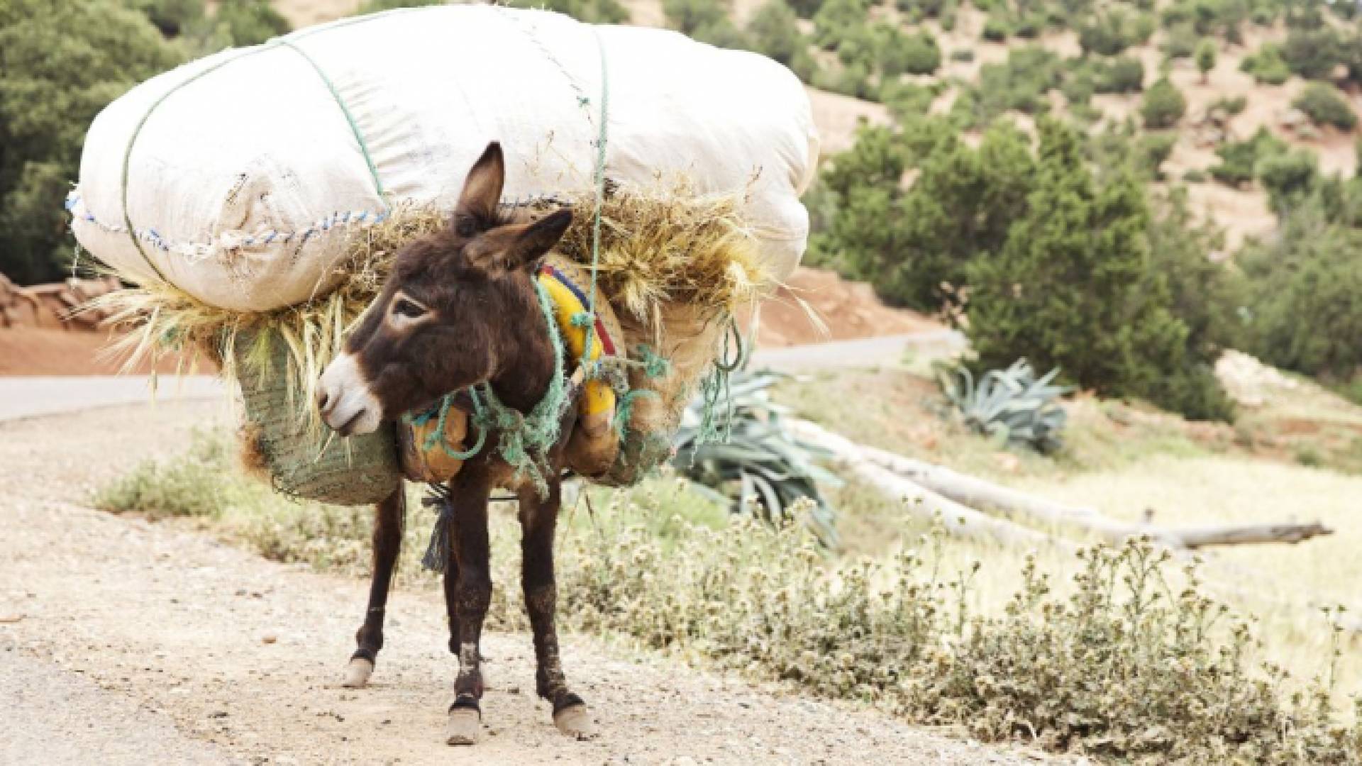 الصورة أرشيفية