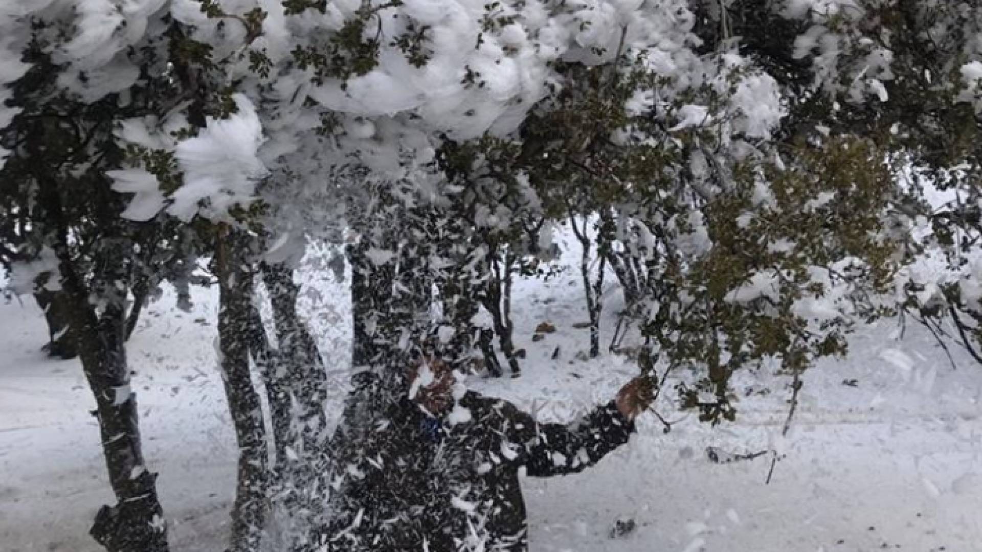 ثلوج الطفيلة