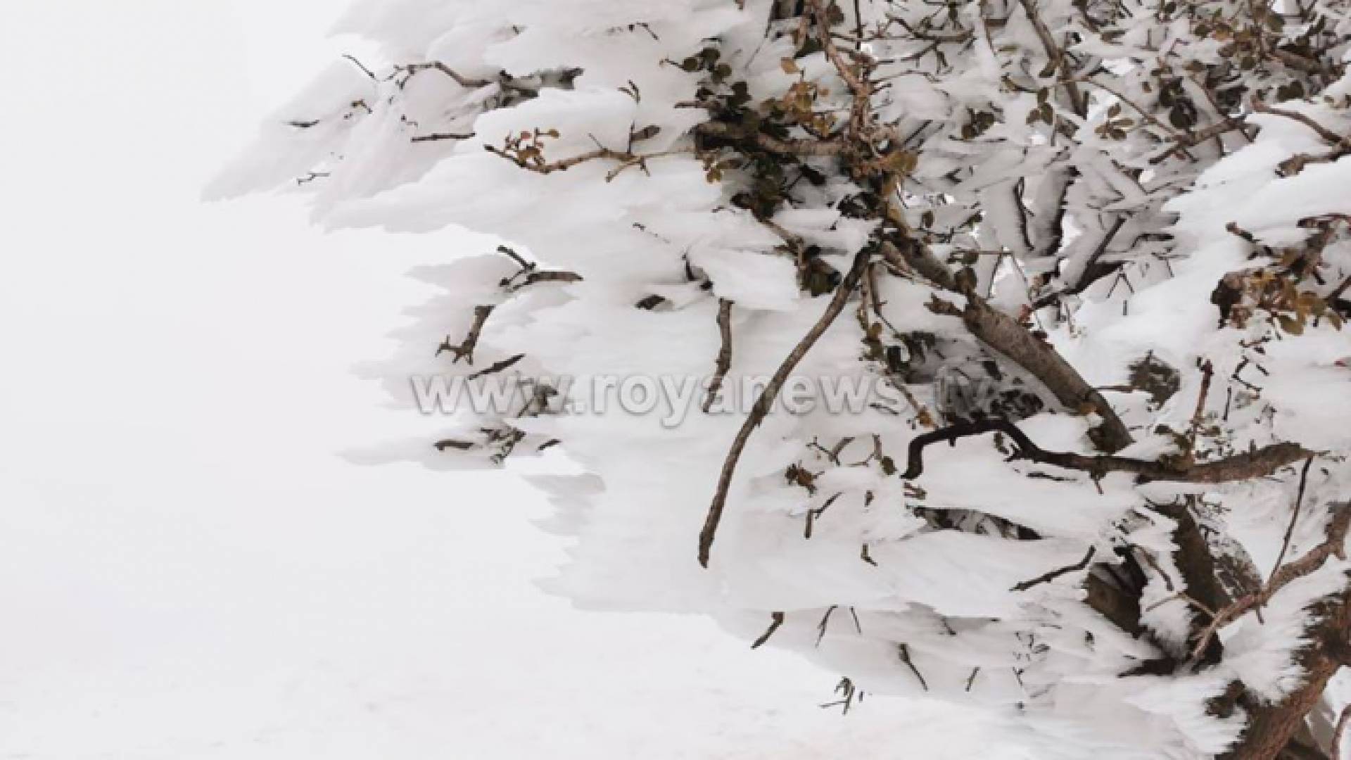 ثلوج الجنوب