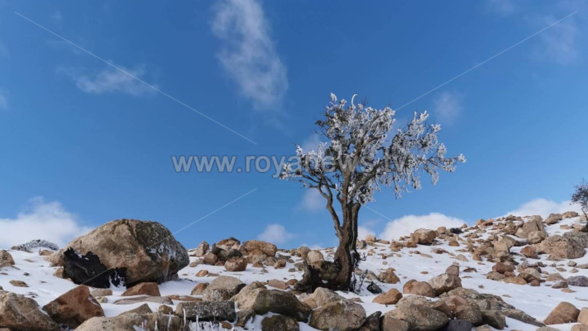 الصقيع في الرشادية