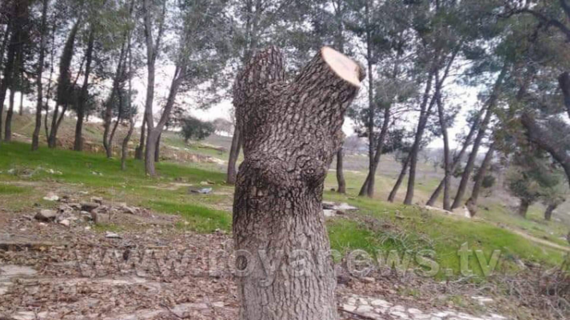شجرة مقطوعة في ابدر