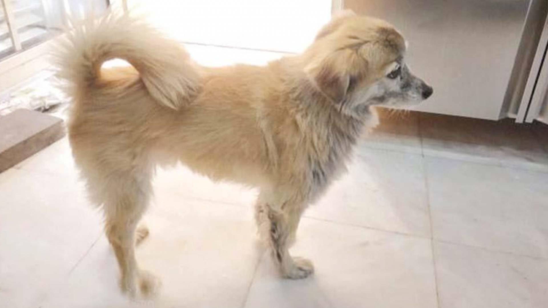 الكلب دحدوح