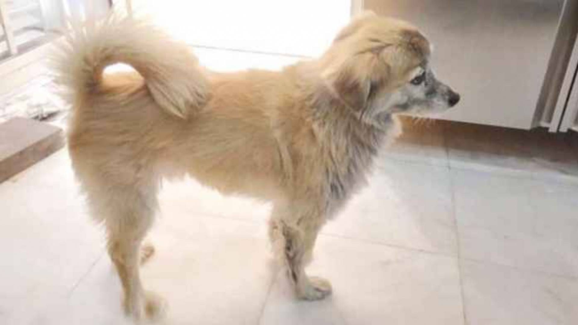 الكلب دحدوح