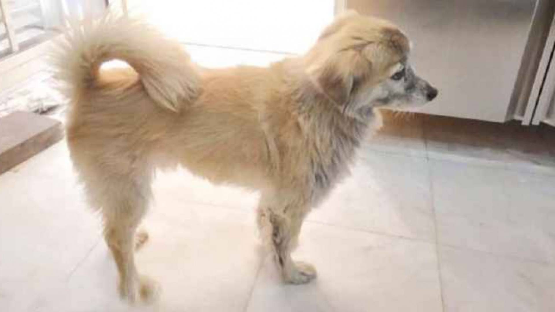 الكلب دحدوح