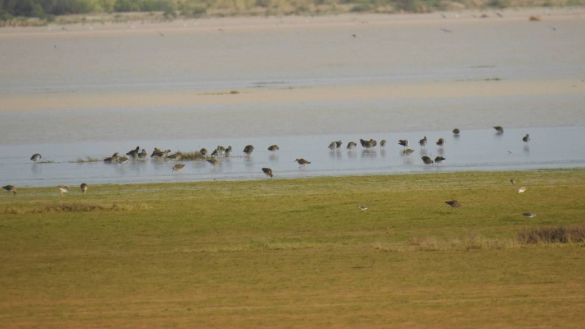 الأردن يشارك العالم احتفالاته باليوم العالمي للأراضي الرطبة