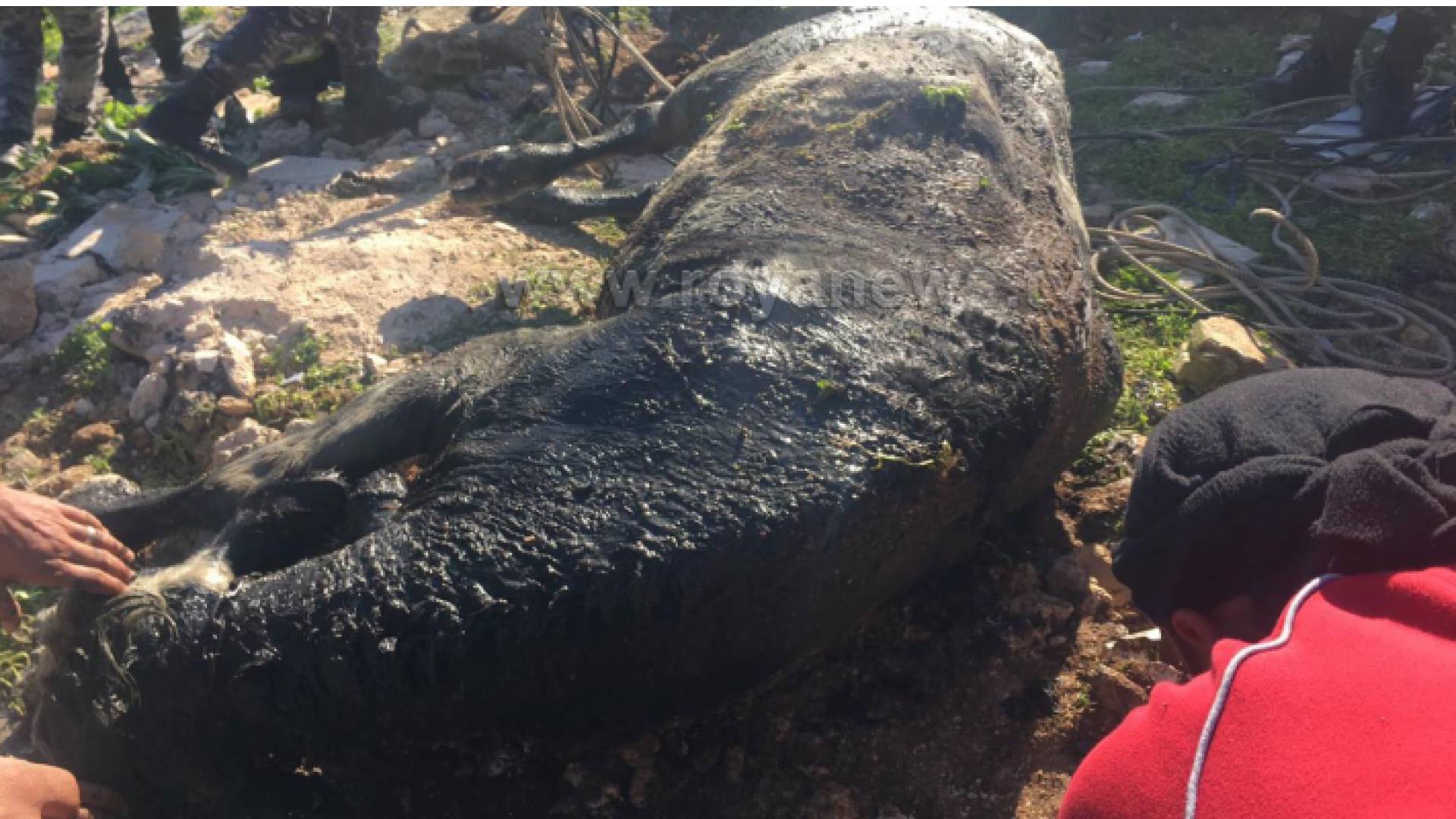 سقوط بقرة بحفرة امتصاصية في قرية فوعرا باربد