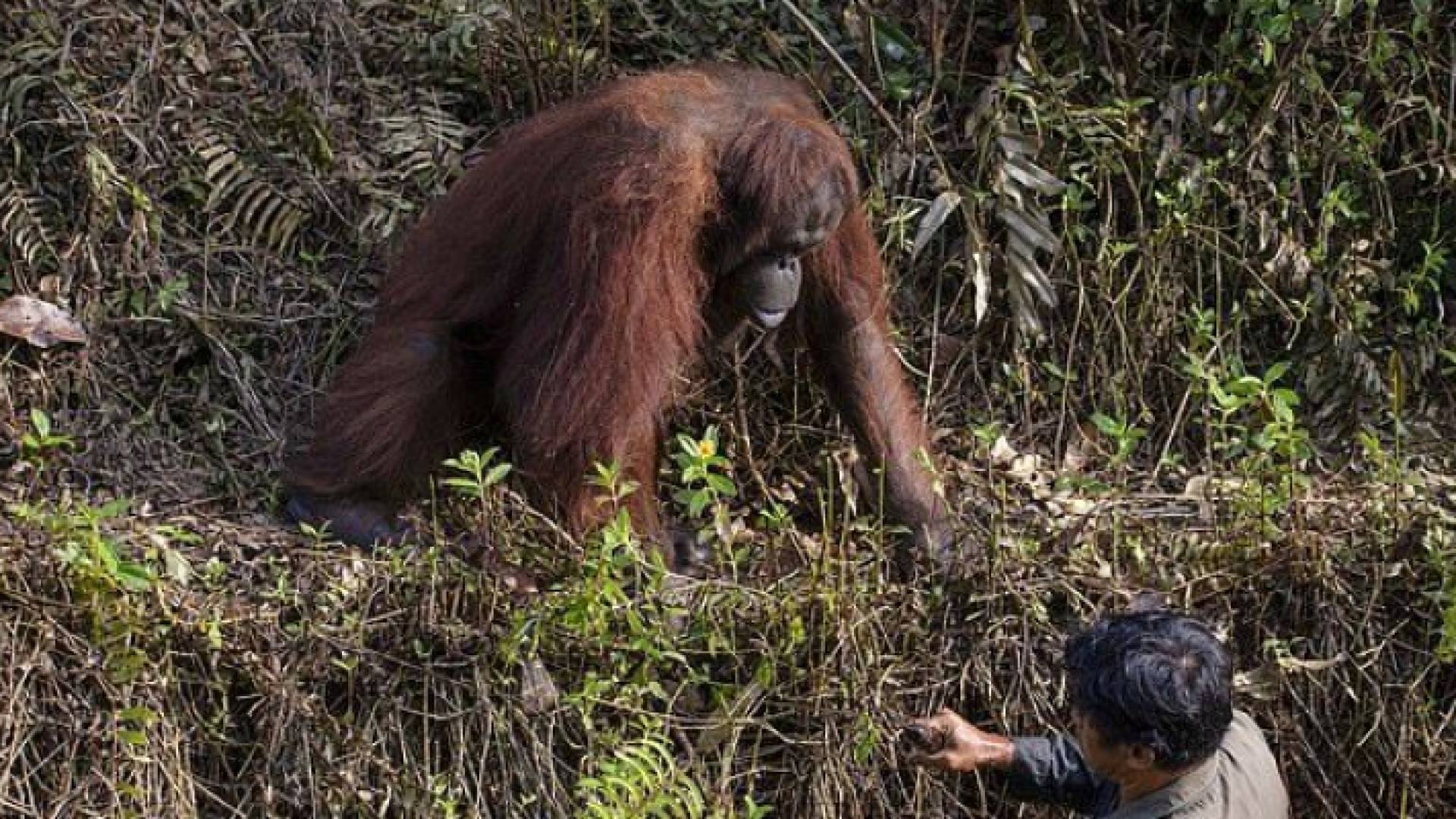 قردة من نوع الأورانجوتان تمد يدها لمساعدة رجل يقف داخل نهر