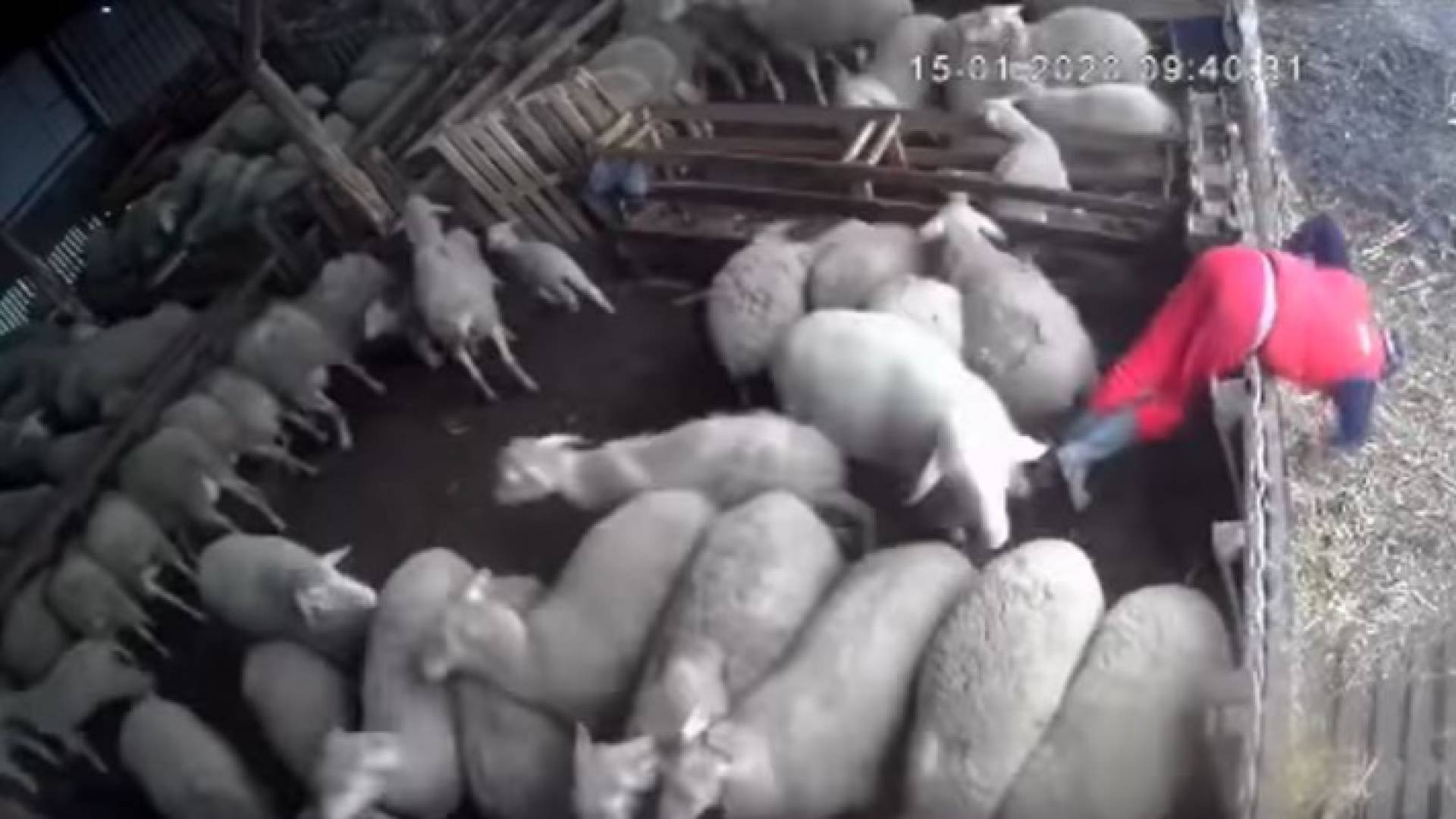 صورة من الفيديو