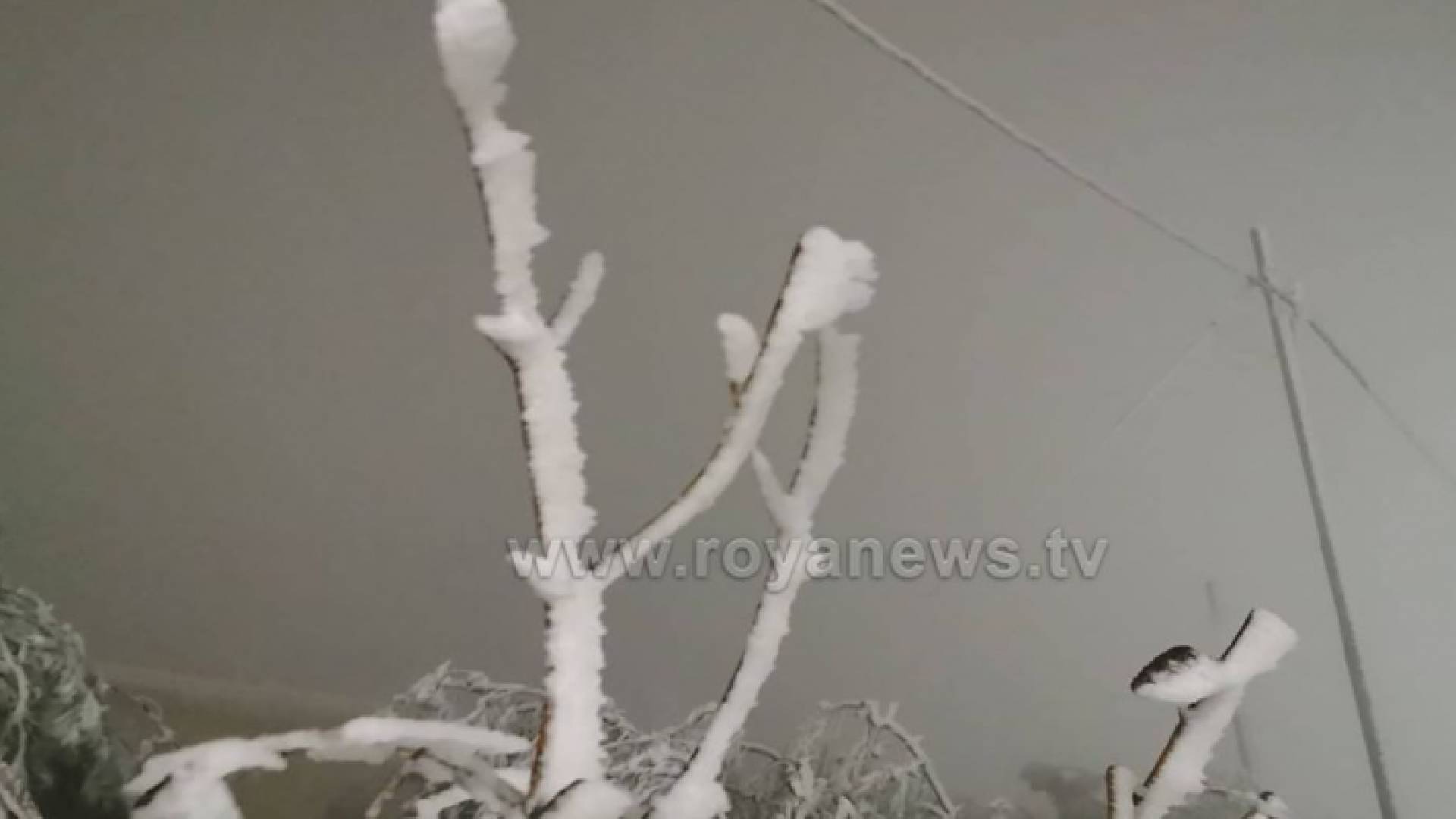 انجماد القادسية