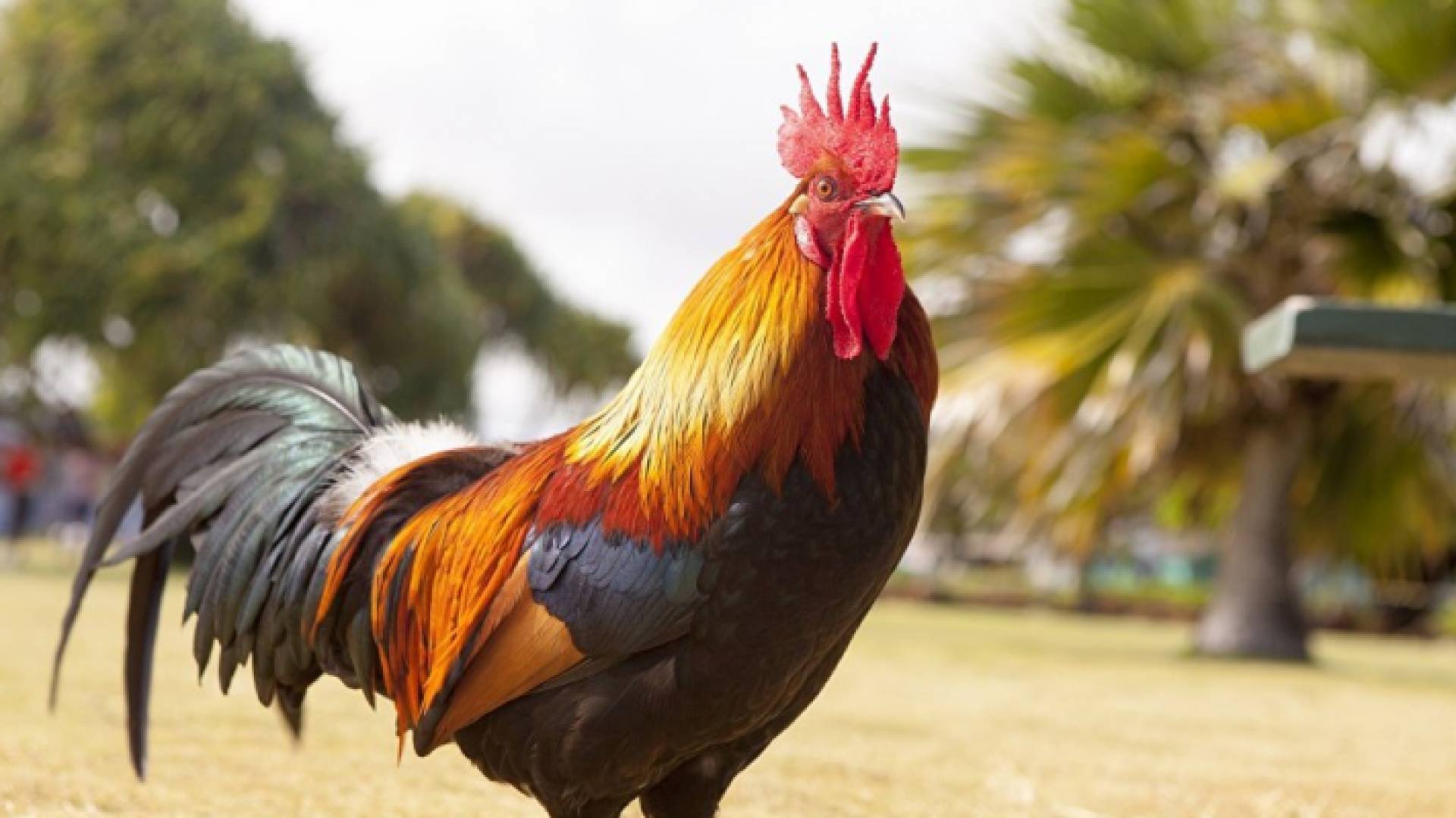 الديك ترك دجاجة و7 صيصان