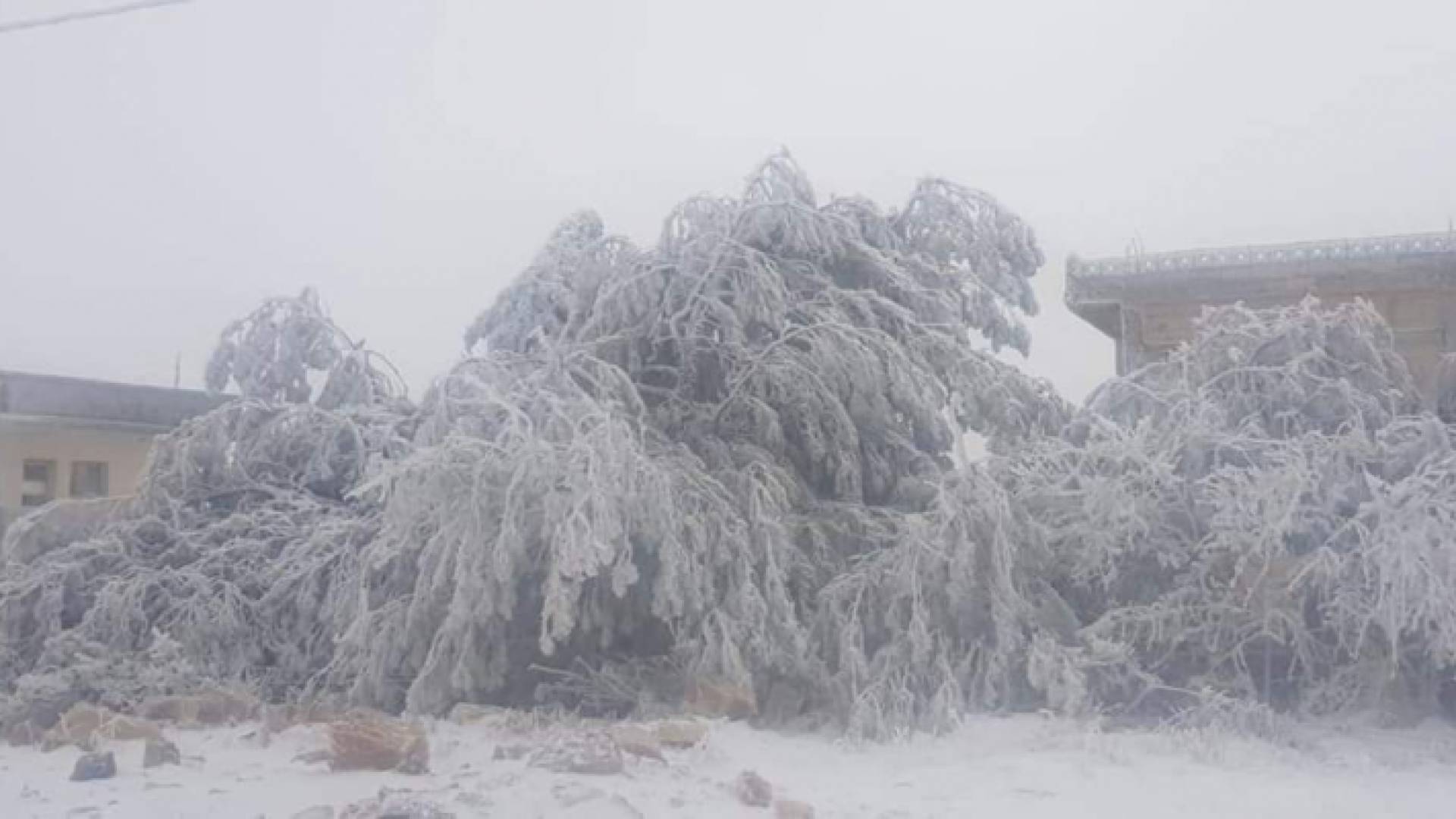 الثلوج في منطقة القادسية صباح اليوم الثلاثاء 11-2-2020