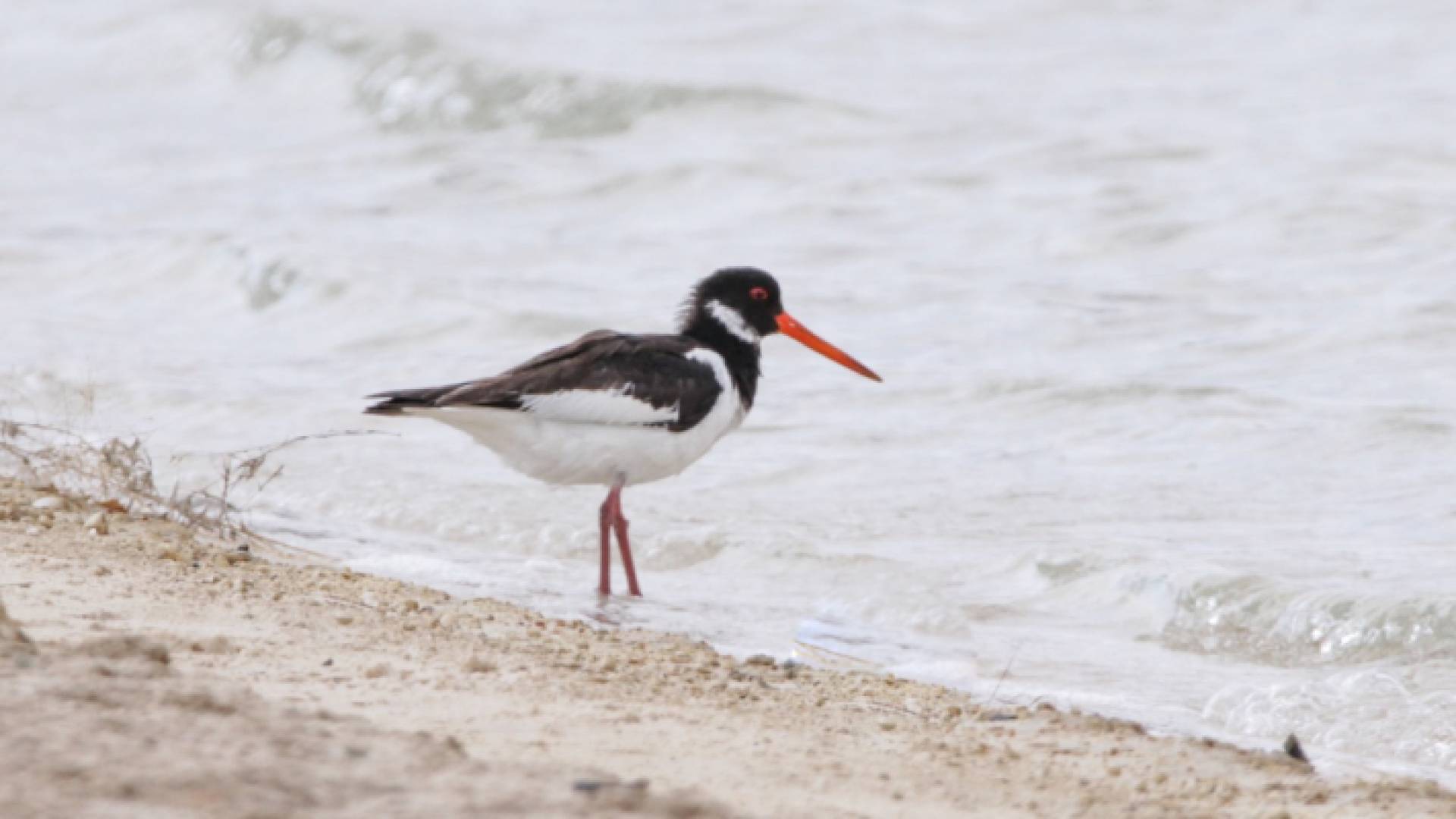 تسجيل نوع نادر من الطيور في العقبة