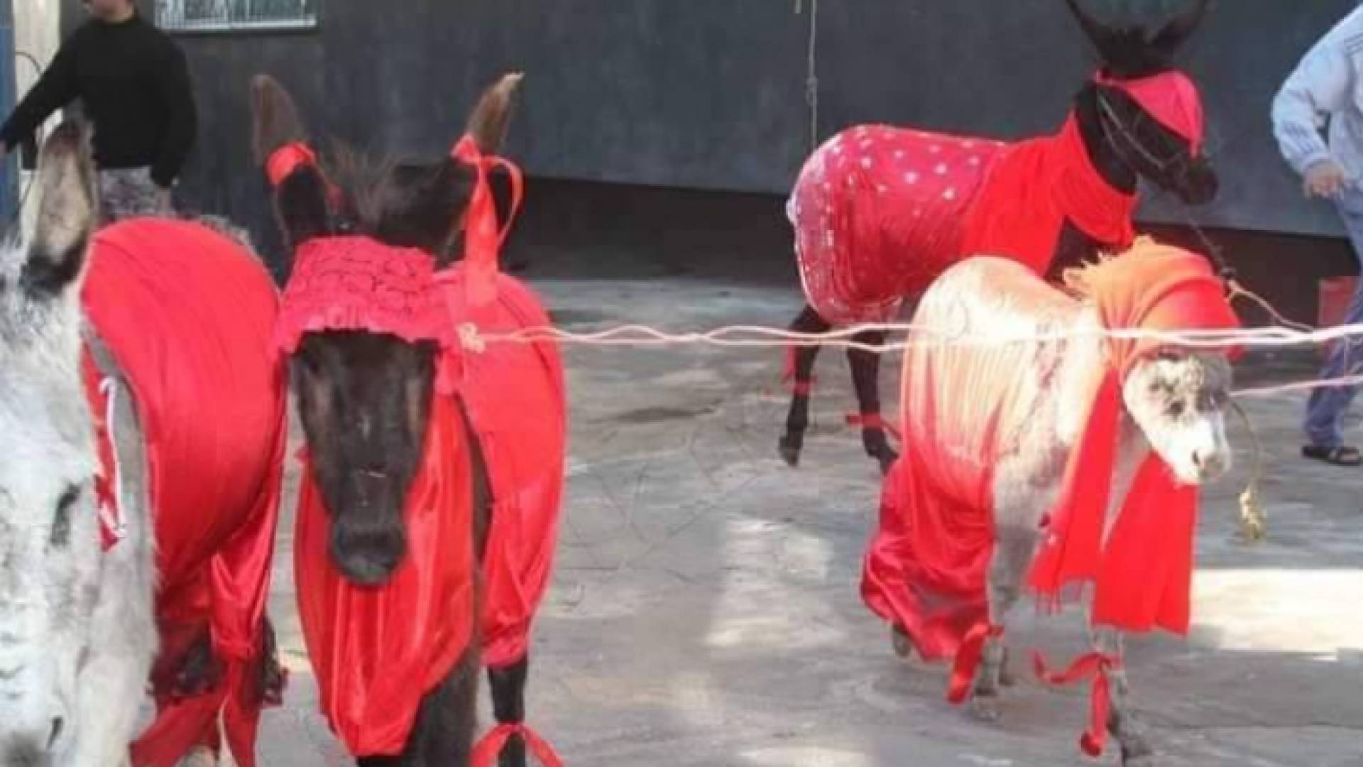 أردنيون يزينون الحمير احتفالا بعيد الحب