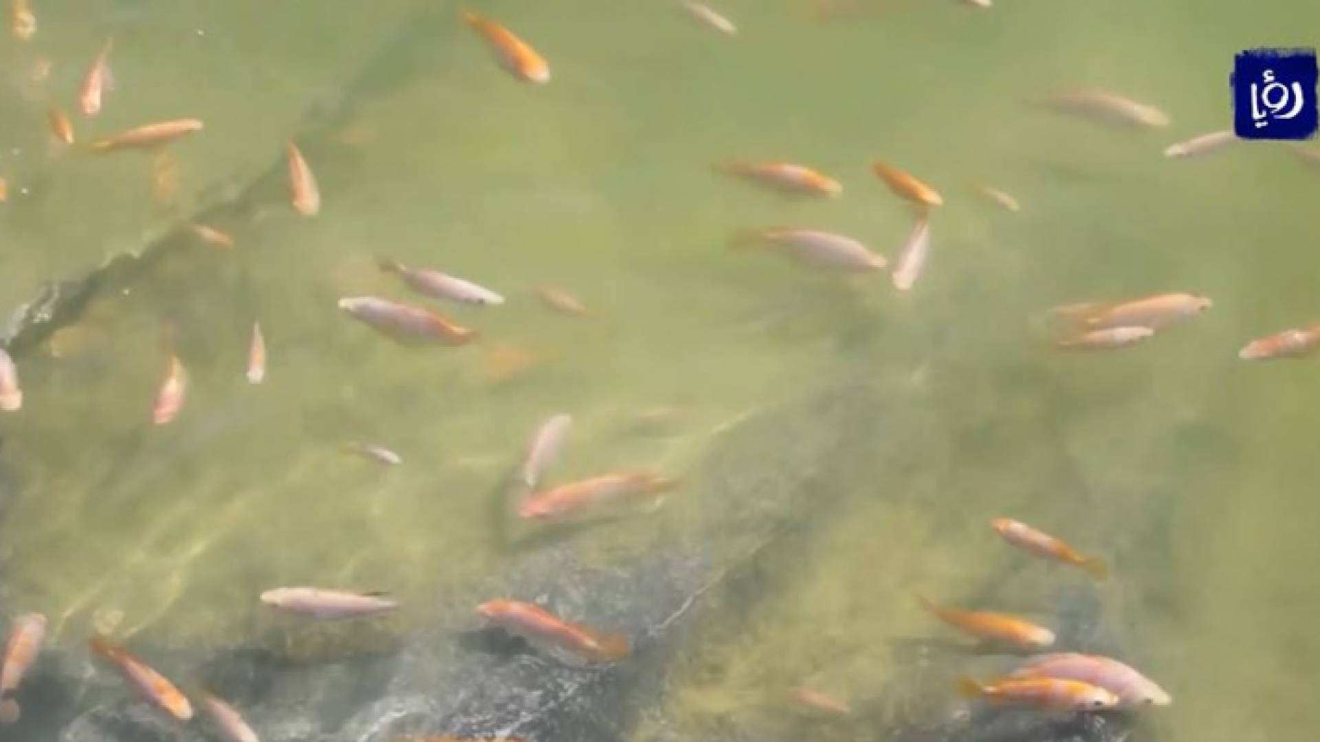 صورة من الفيديو