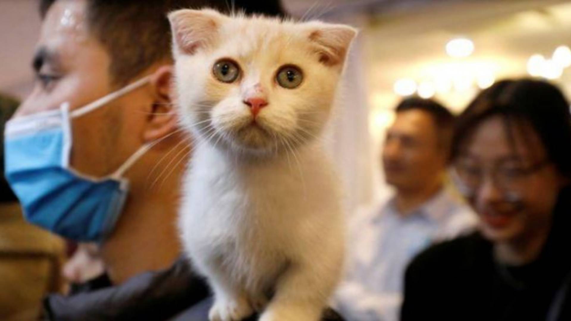 فازت سبع قطط بلقب ”الأفضل في سلالتها“