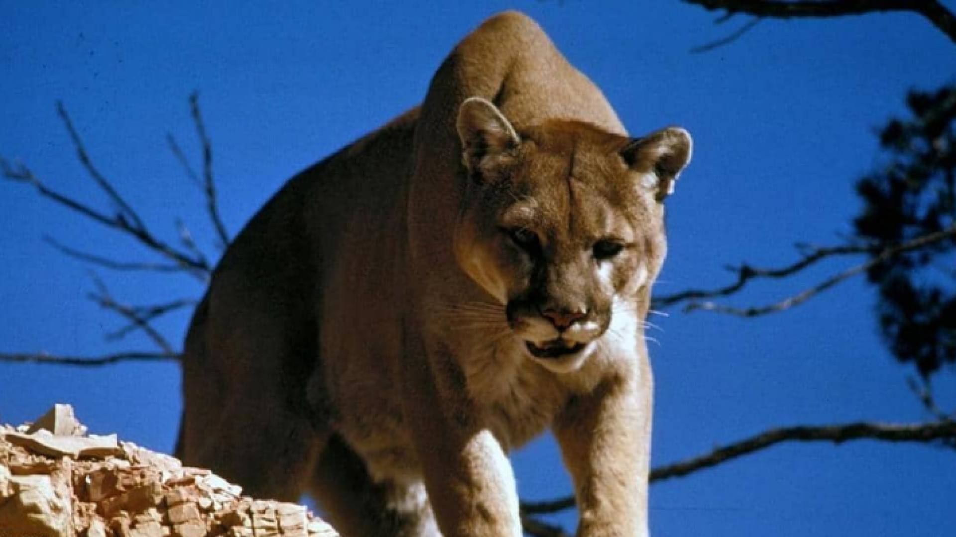 صورة أرشيفية لأسد جبل