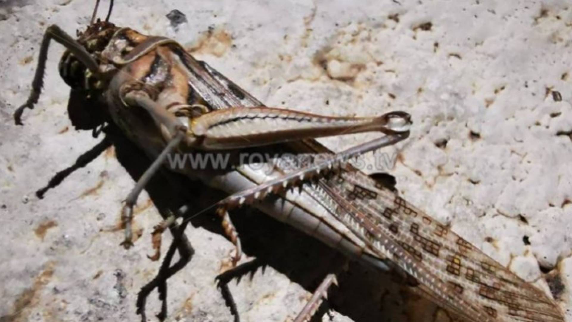 جراد - ارشيفية