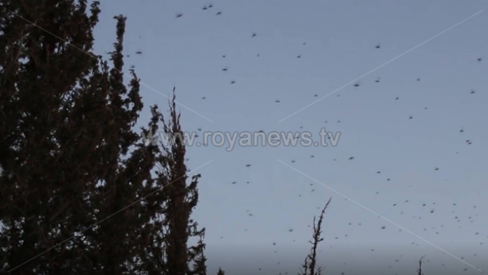 جراد - ارشيفية