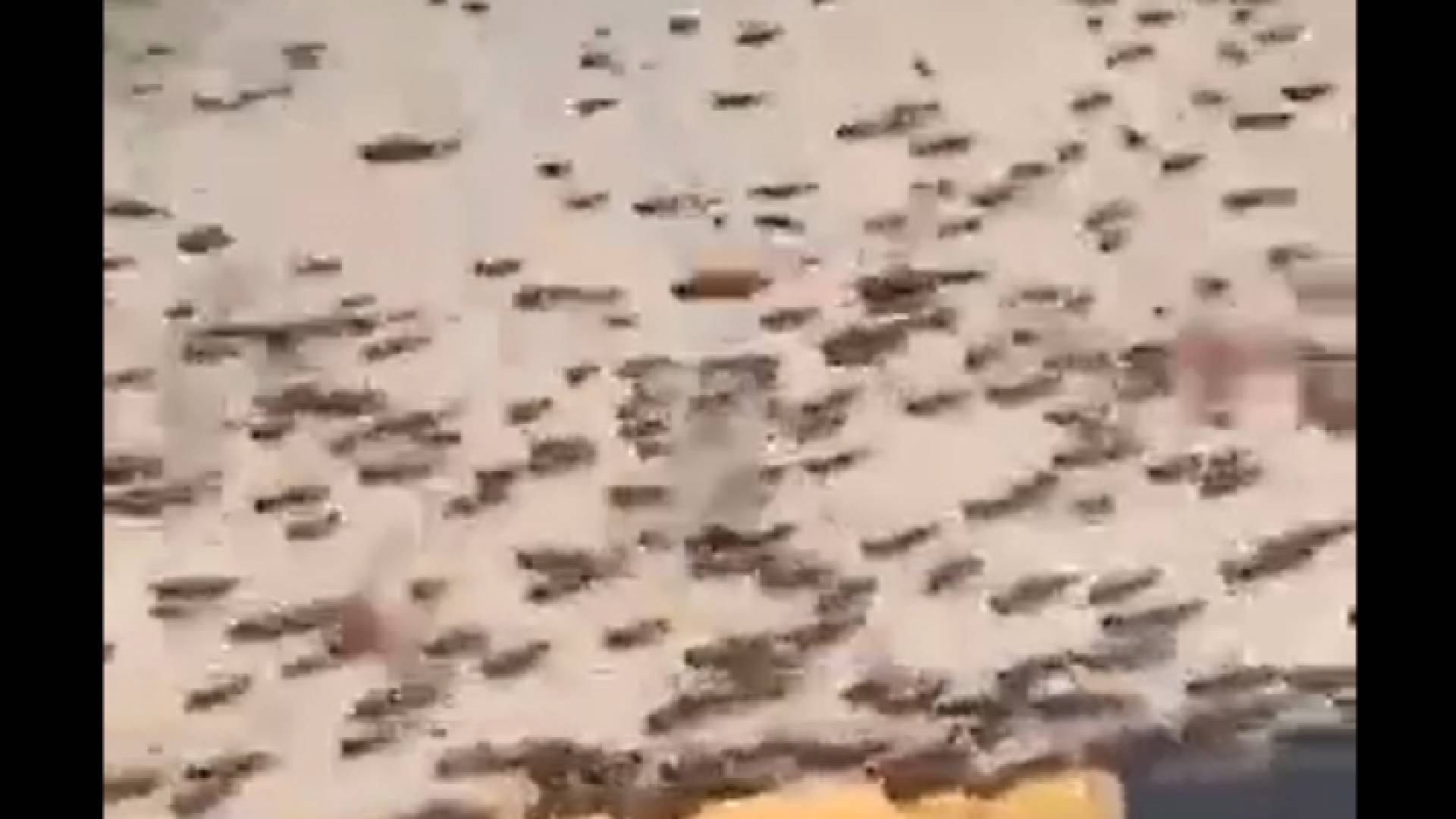 الجراد يجتاح الدمام والخبر في السعودية بأعداد هائلة