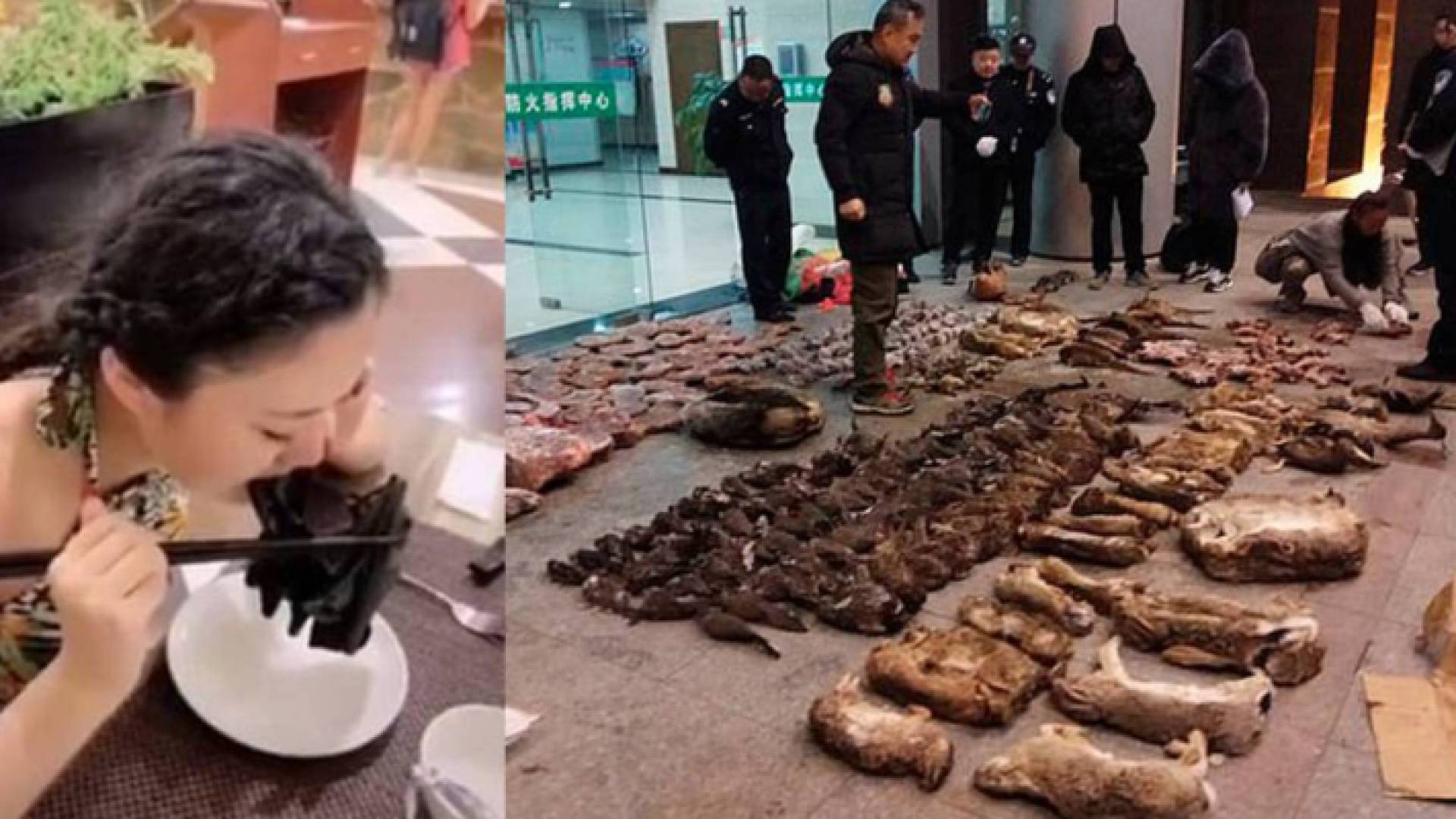 الصين تحظر كليا تجارة الحيوانات البرية واستهلاكها