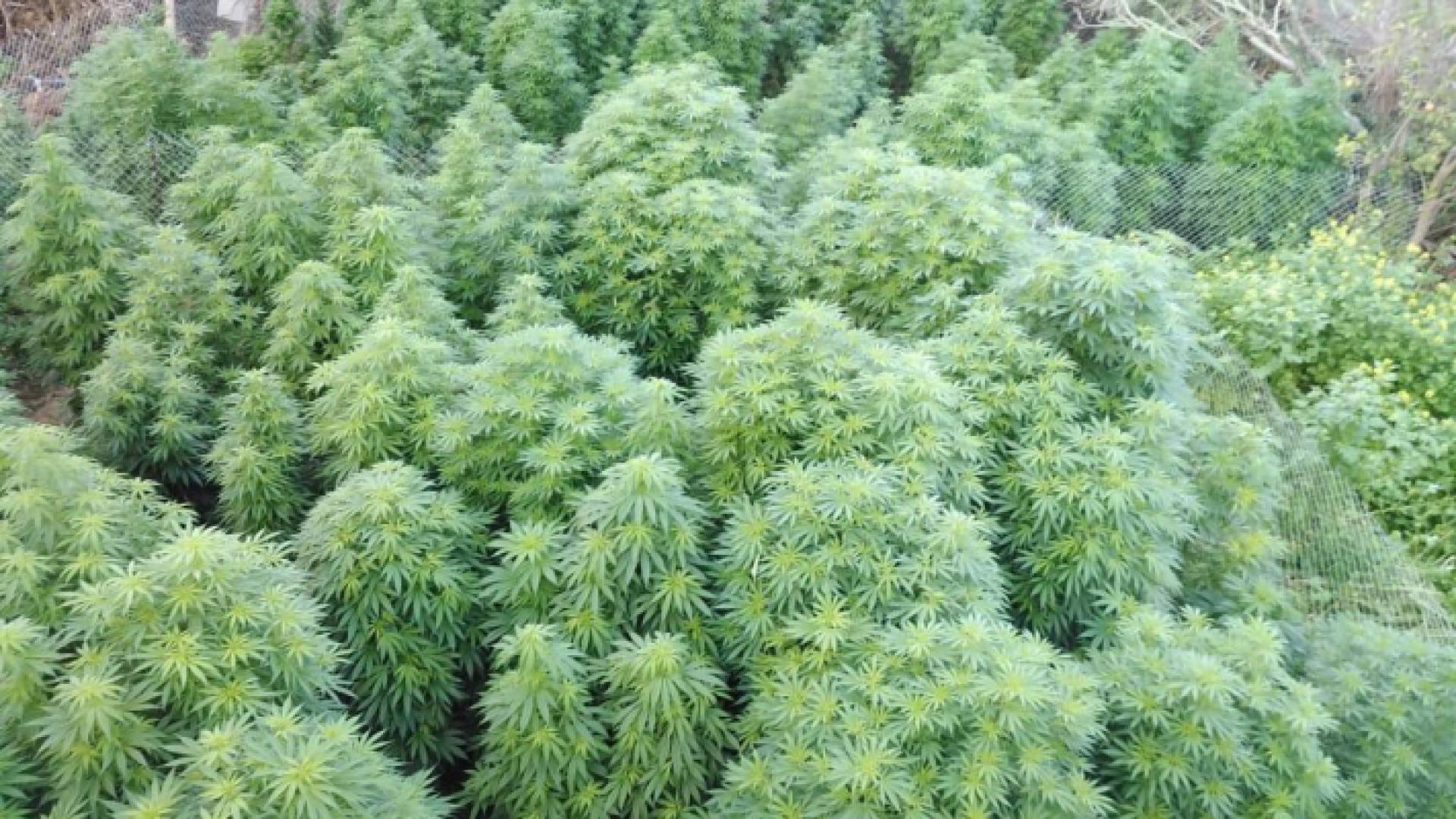 من المضبوطات