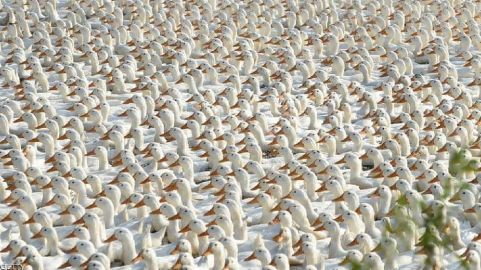 الصورة أرشيفية