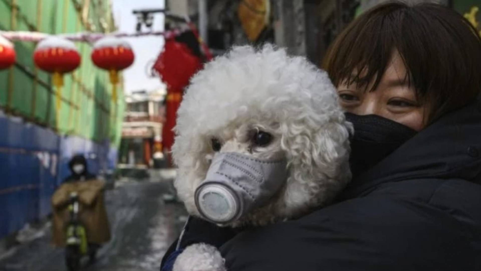 كلب أليف في هونغ كونغ بقناع واق