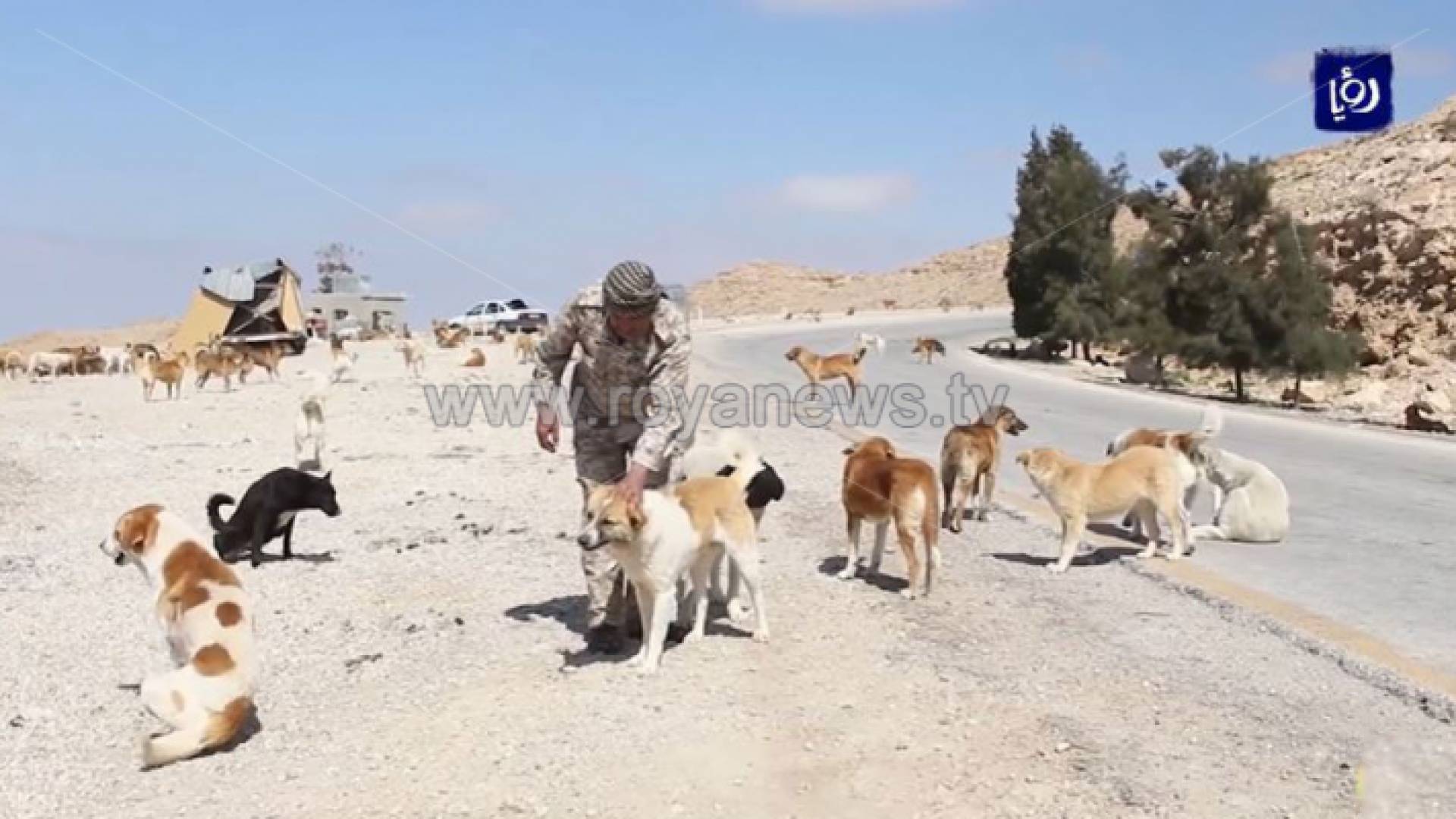 المواطن عصام السوالقة من الطفيلة يرعى قطيعا من الكلاب الضالة منذ 13 عاما