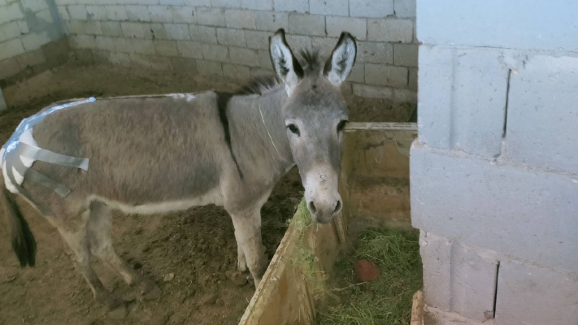 احد الحمير التي تم معالجتها في البترا