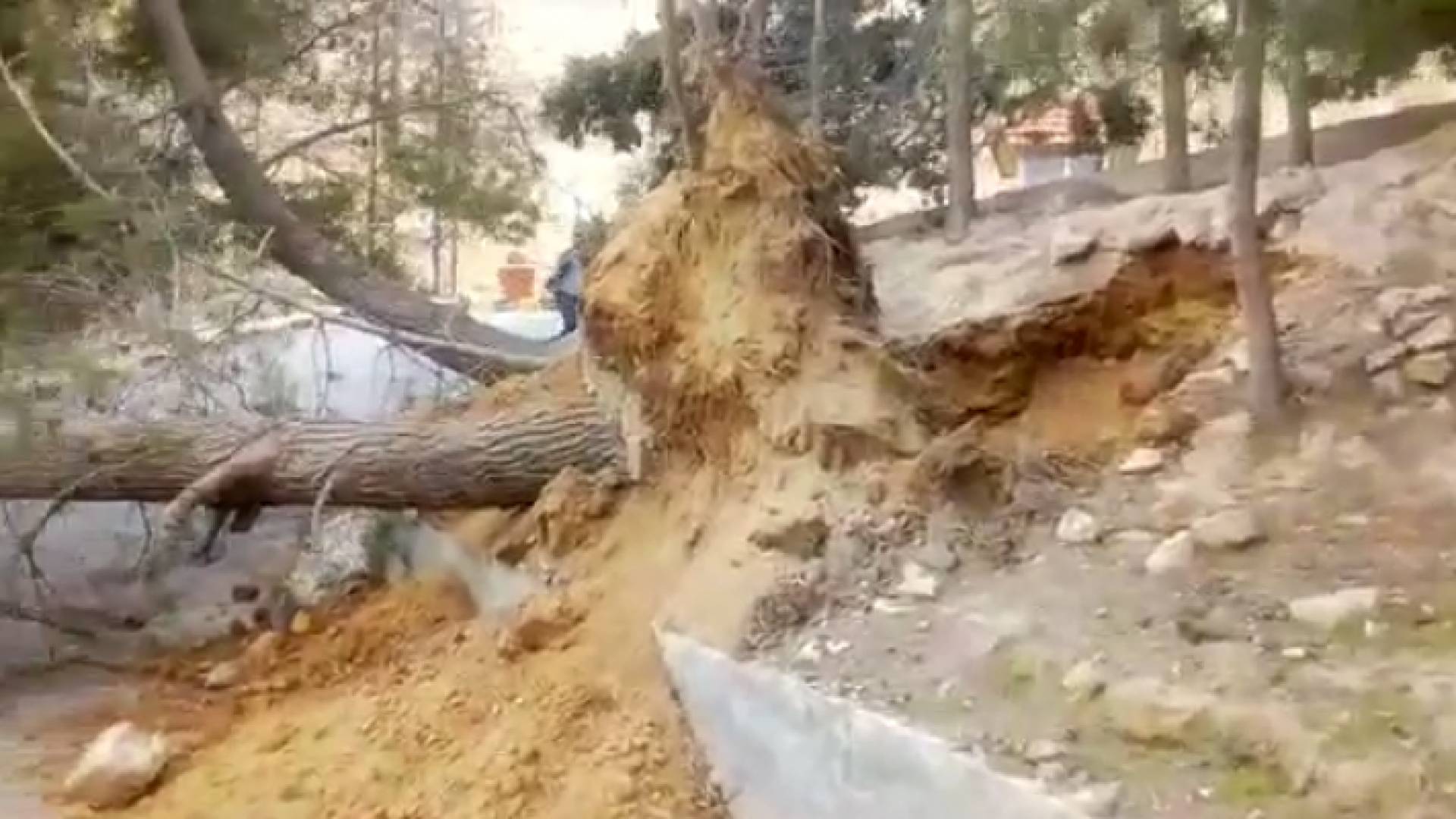 الرياح تقتلع شجرة في وادي موسى مع بدء تأثر الأردن بالمنخفض الجوي