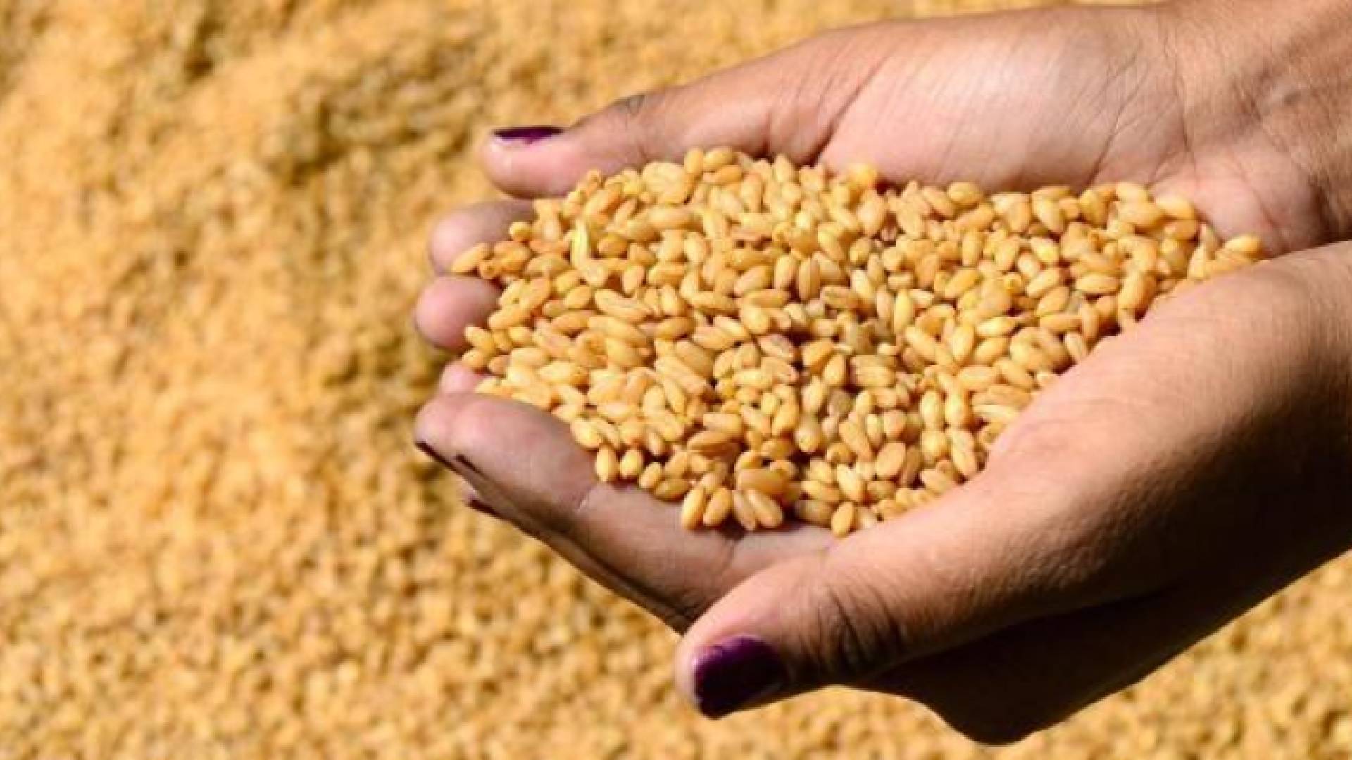 إفراغ 63 طنا من القمح في صوامع العقبة