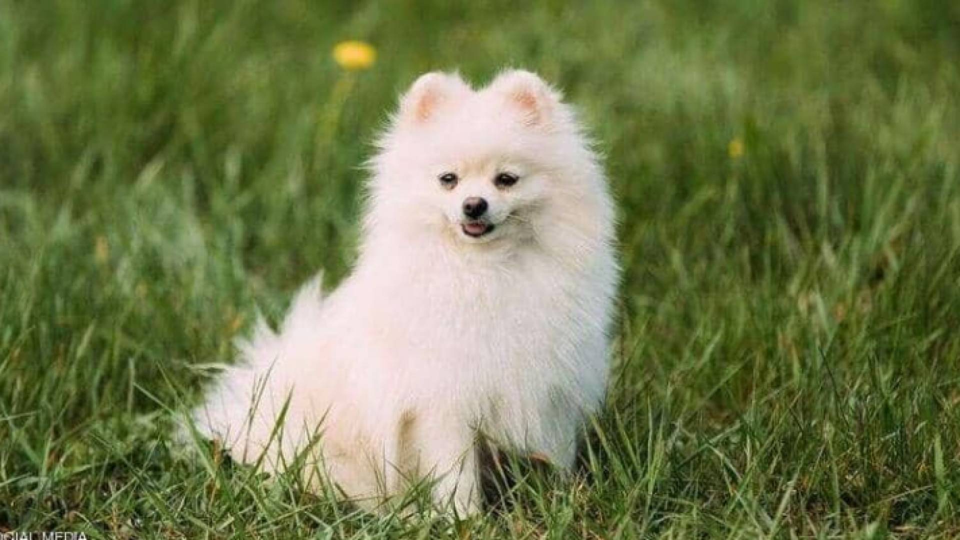 الكلب النافق من فصيلة "بومرينيان" ذات الشعر الكثيف