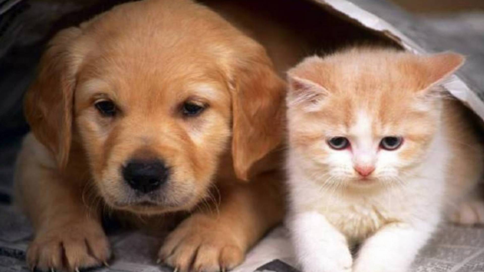 الادارة المحلية تعمم على البلديات بحجز الحيوانات الأليفة