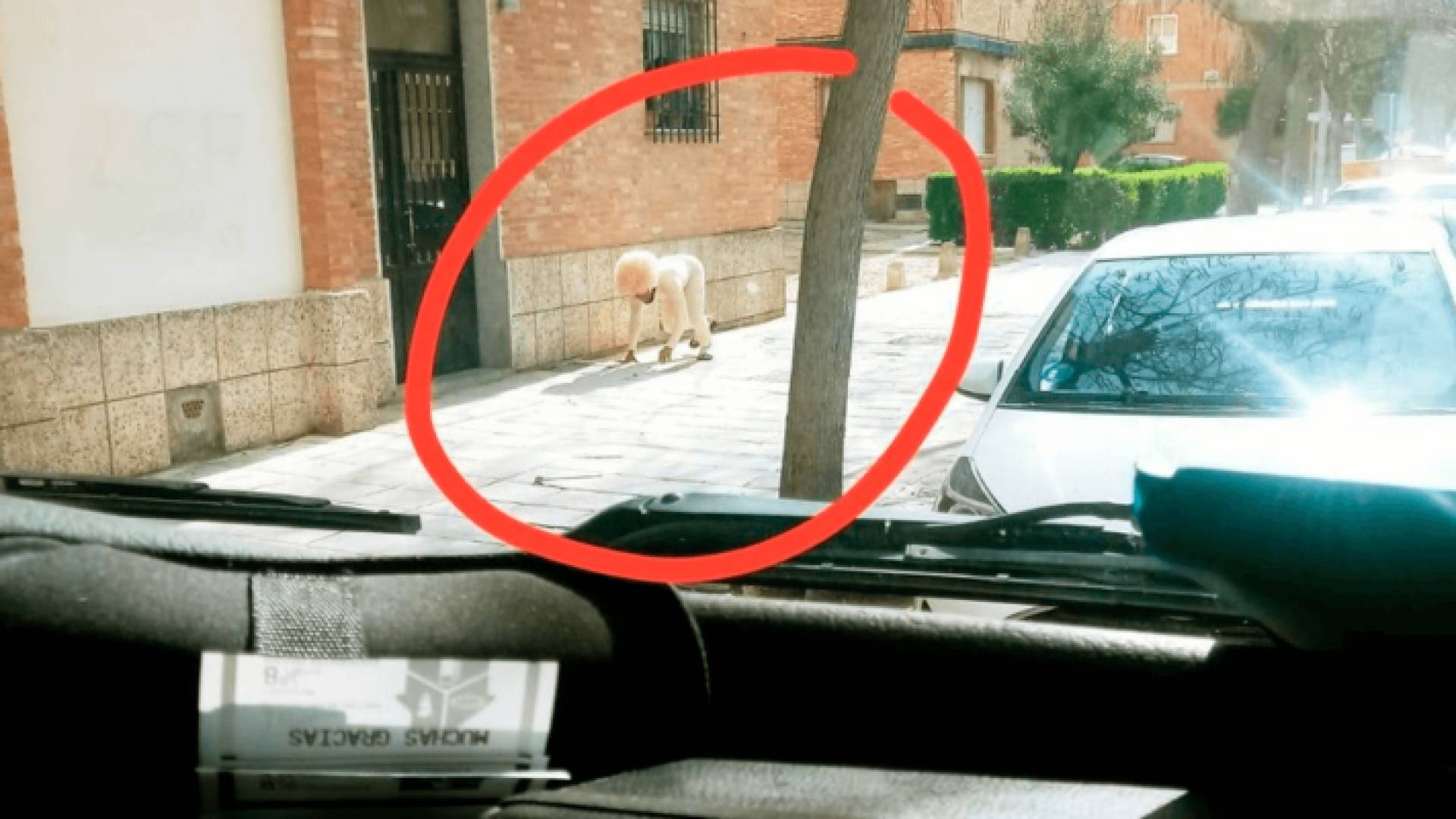 رجل يتنكر في شكل كلب لكسر الحجر الصحي