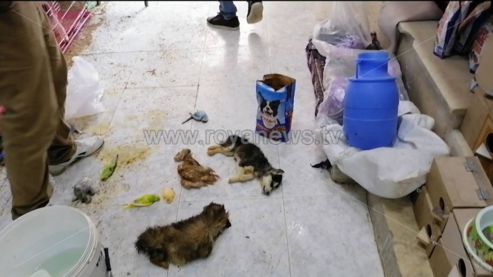 الصورة من الفيديو