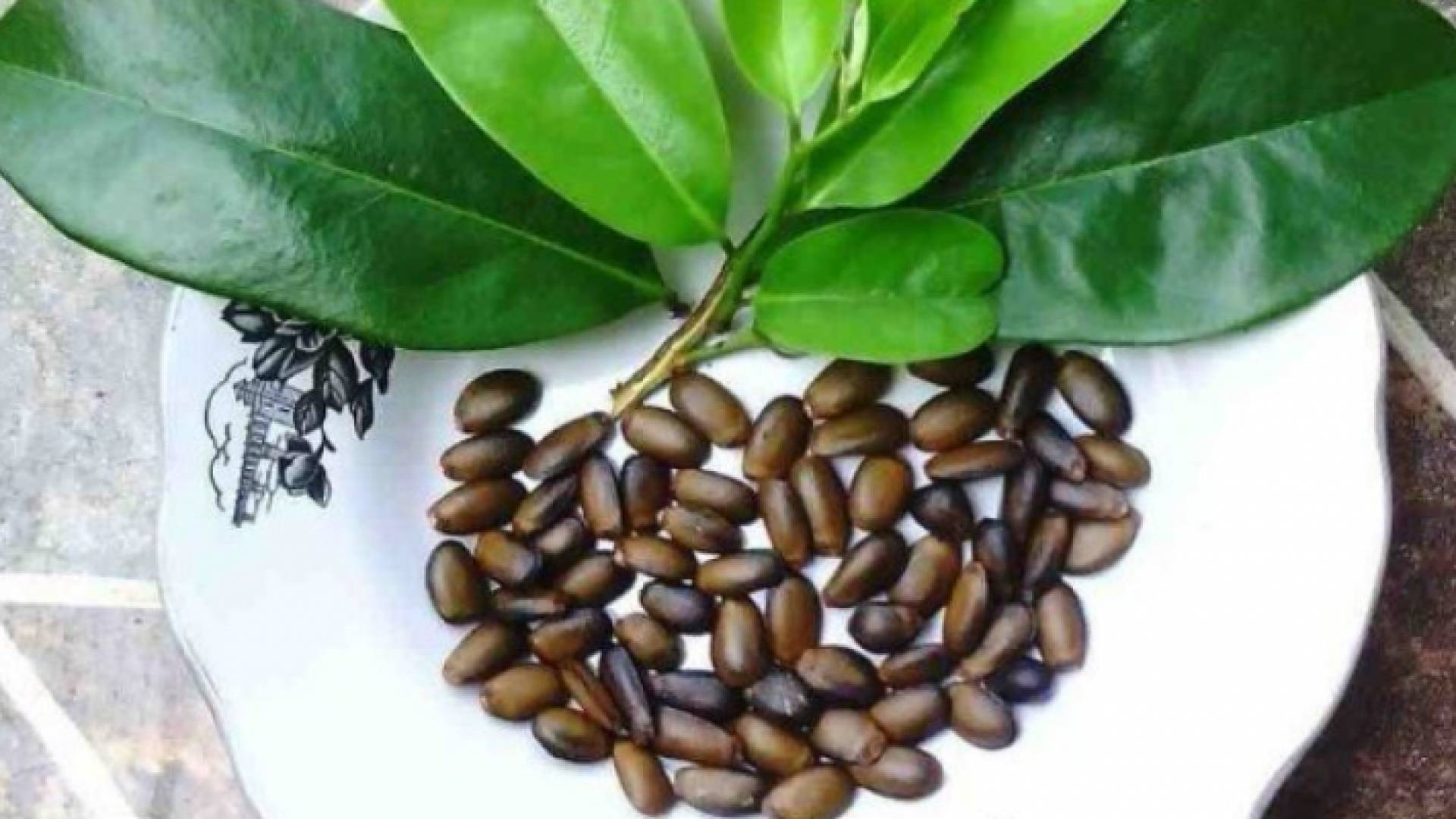 بذور القشطة