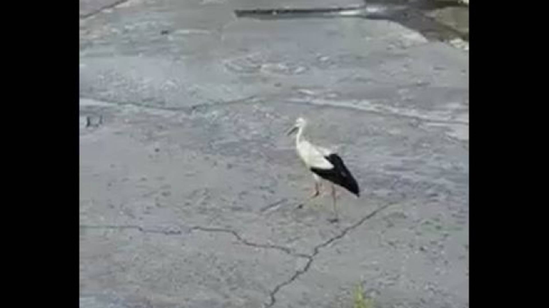 صورة من الفيديو