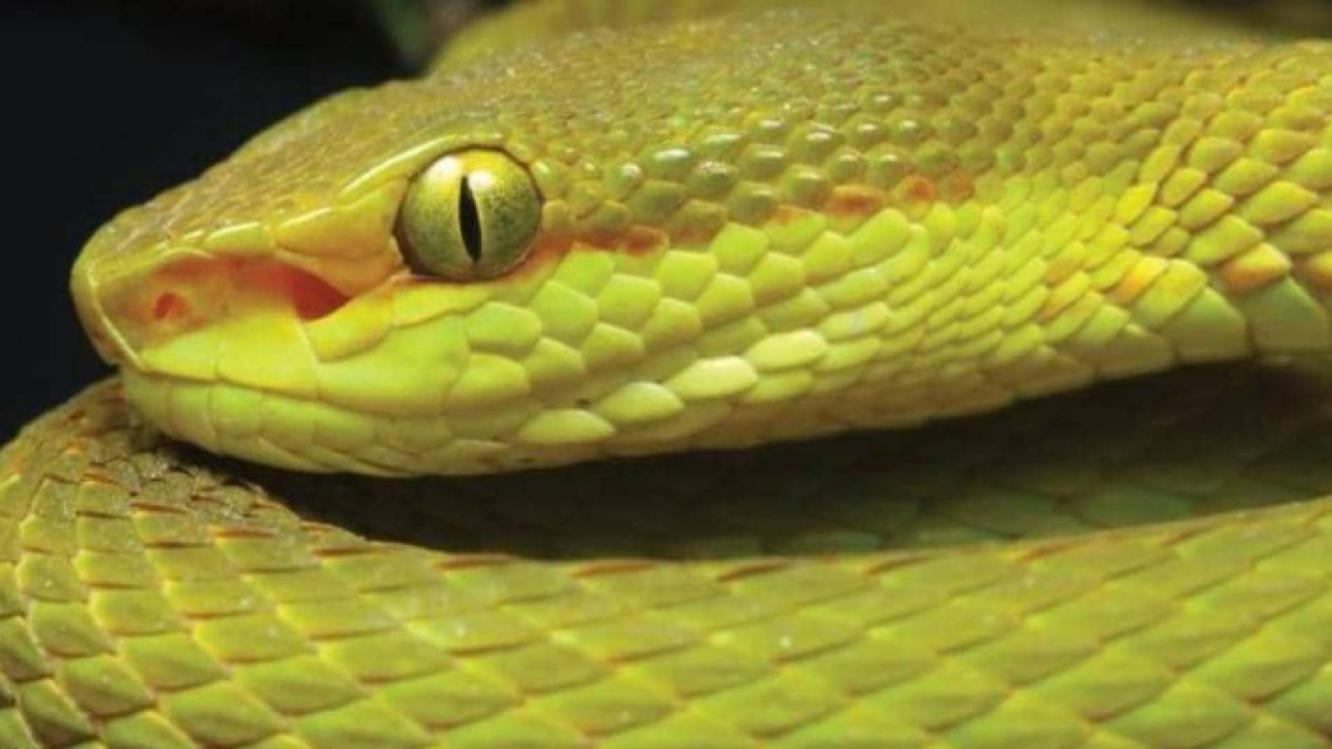 أفعى الحفر سالازار