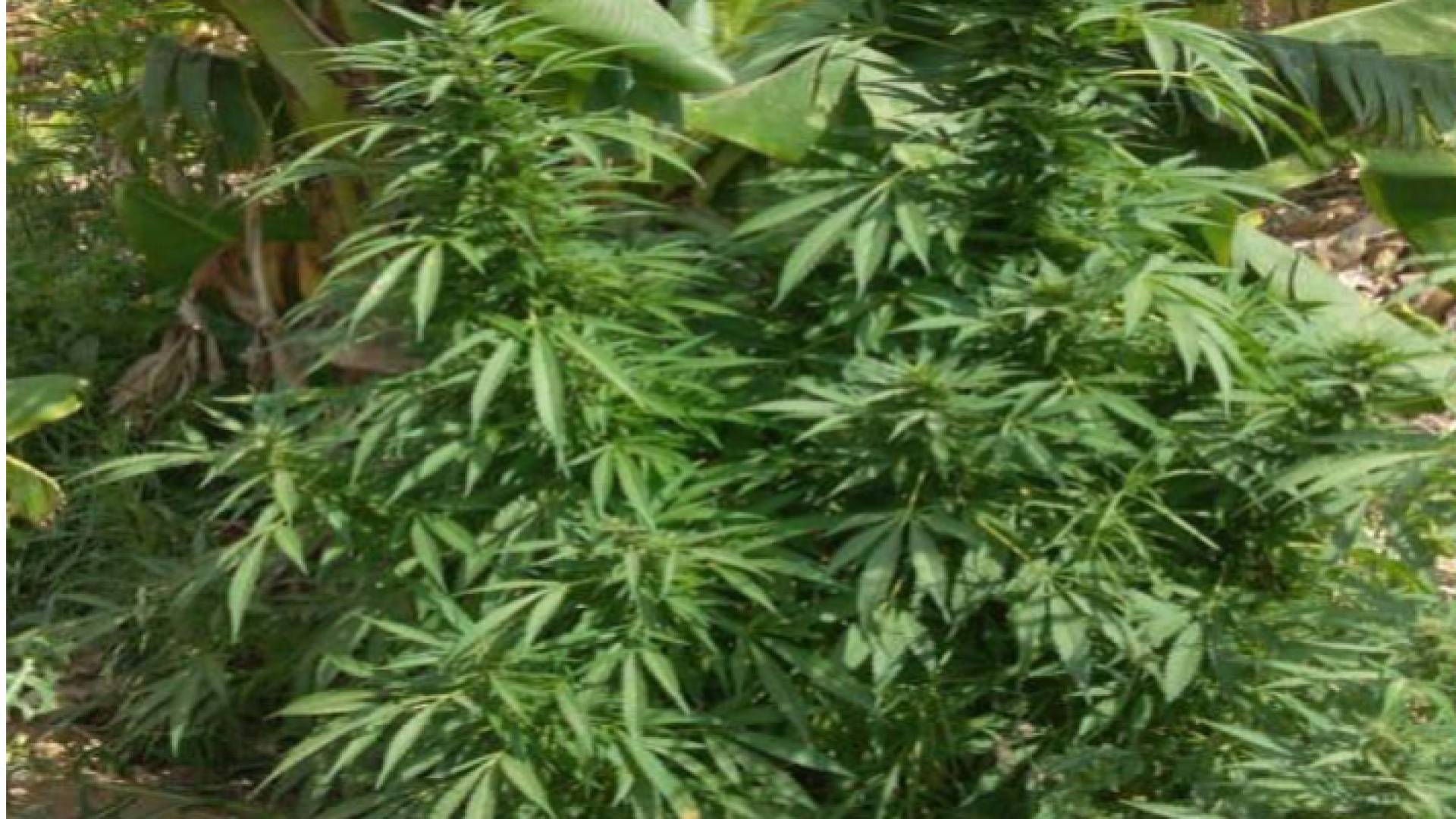 من المضبوطات