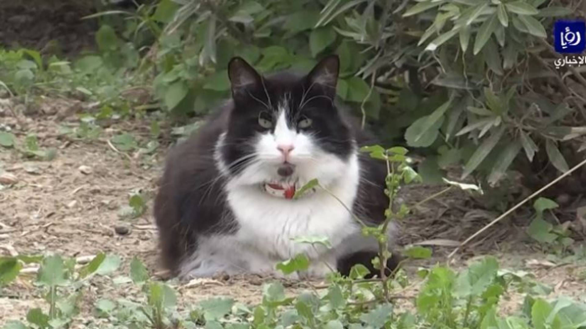 صورة من الفيديو