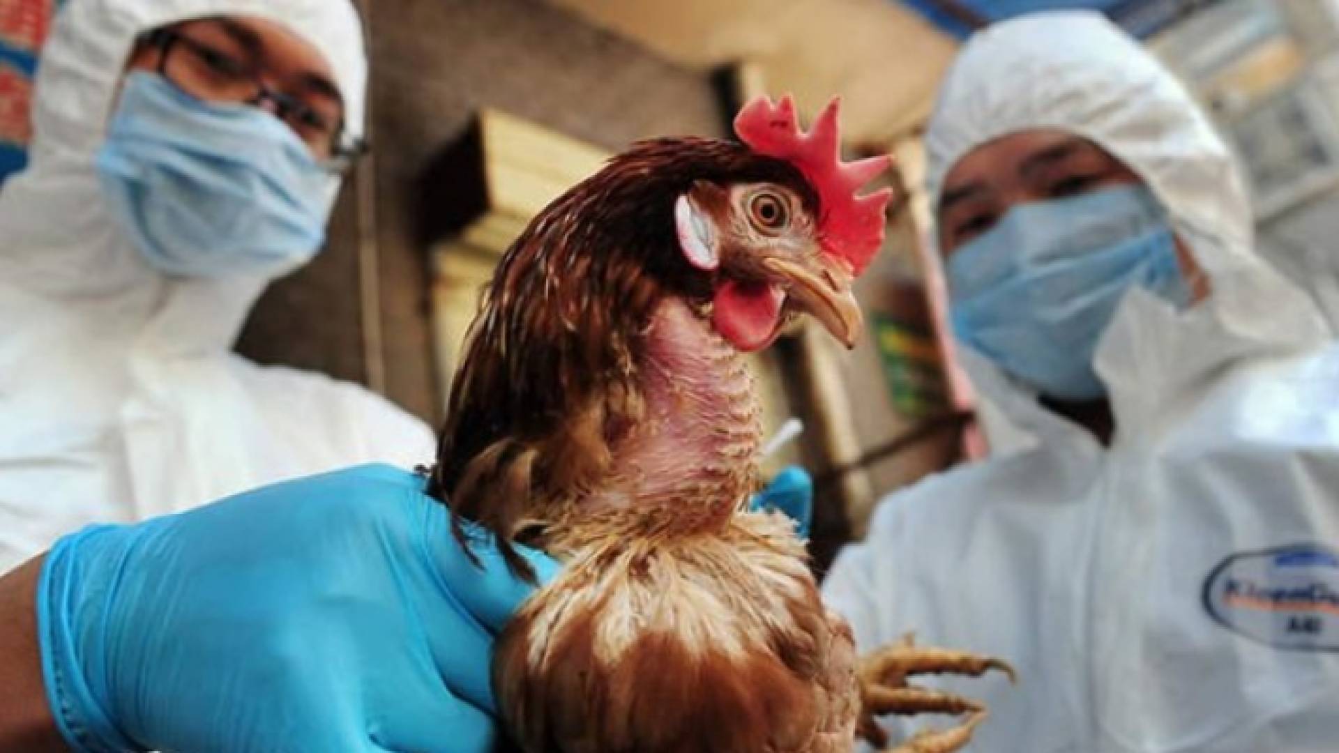 العراق يسجل أول اصابة بانفلونزا الطيور