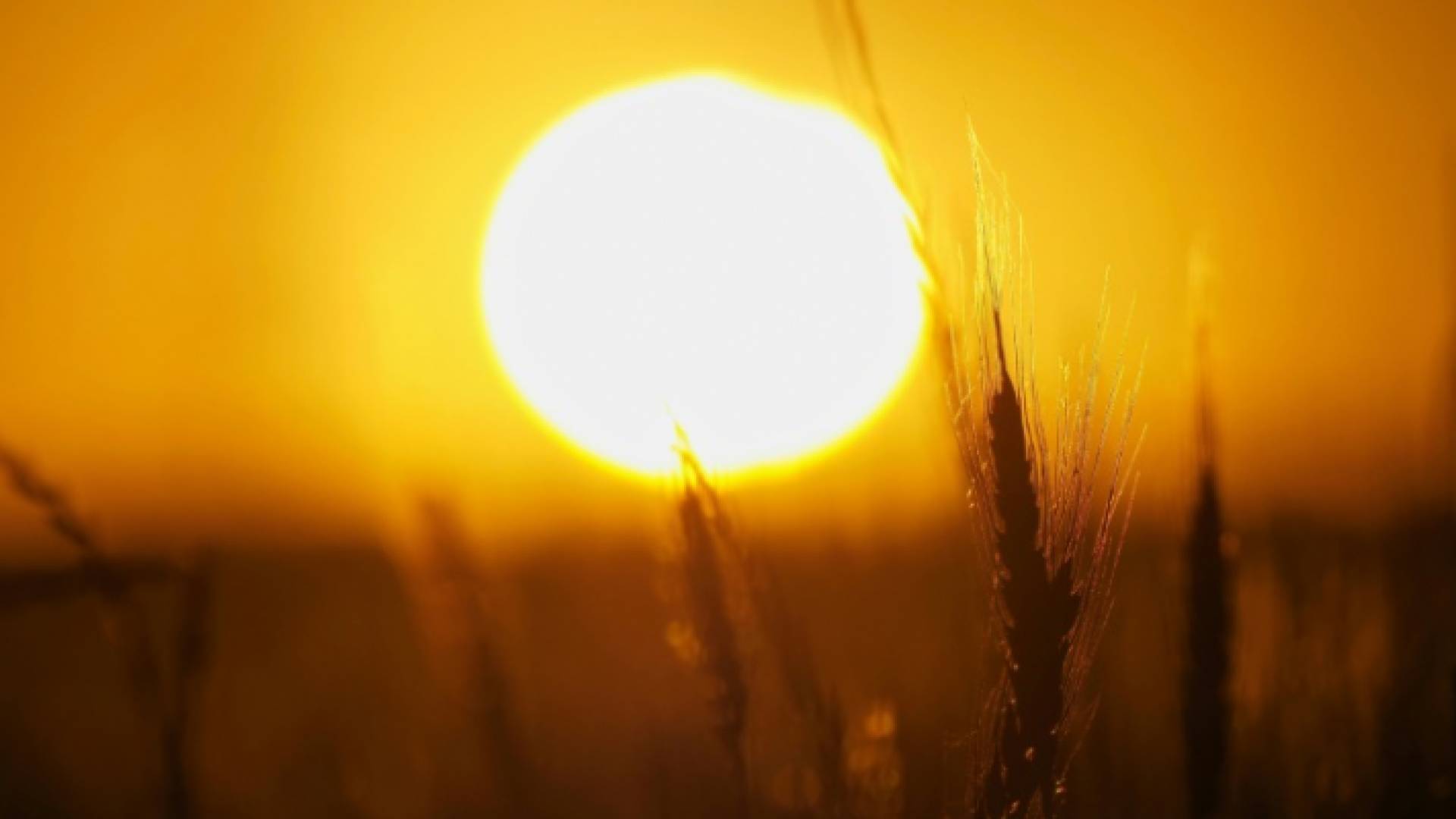 صورة ملتقطة في 18 أيار 2020 تظهر حقل قمح عند المغيب في مونلوي-سور-لوار في فرنسا