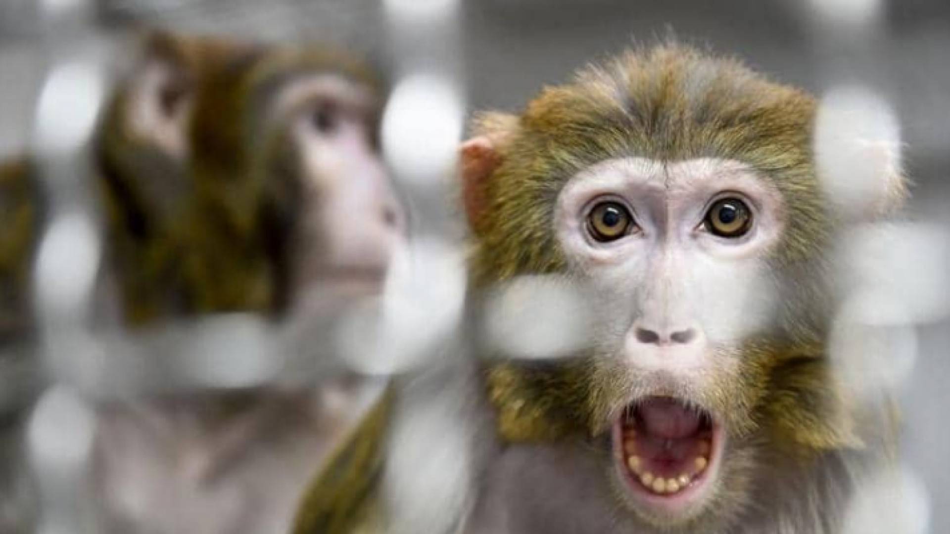 هارفارد: دراسة على القرود تكشف الحقيقة بشأن كورونا والمناعة