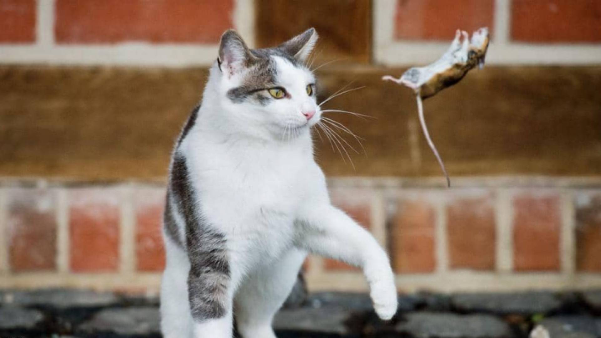 العلاقة متوترة بين القطط والفئران منذ آلاف السنين