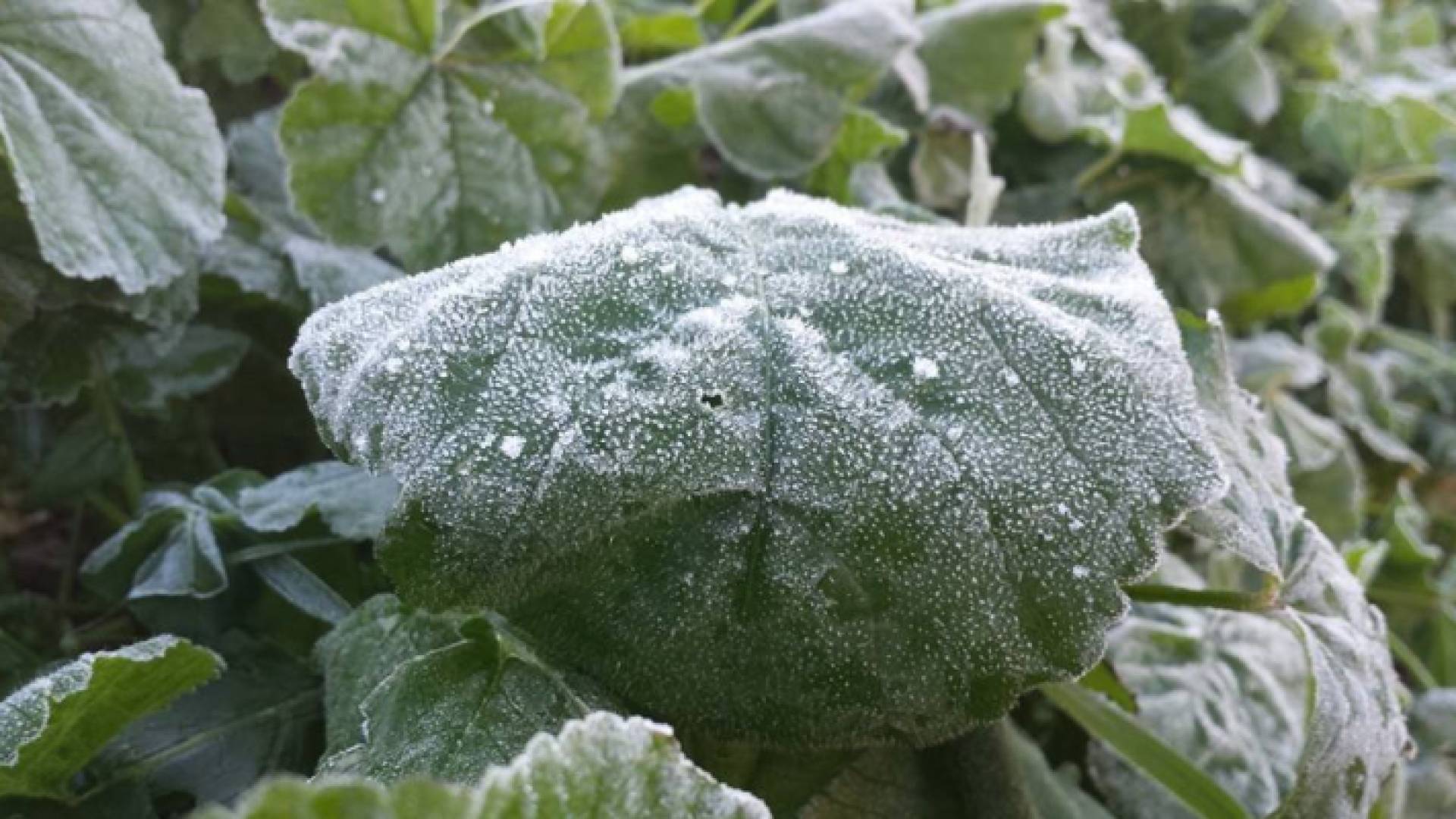 الامطار بهذا الوقت ستبطئ من نمو الحشرات الزراعية