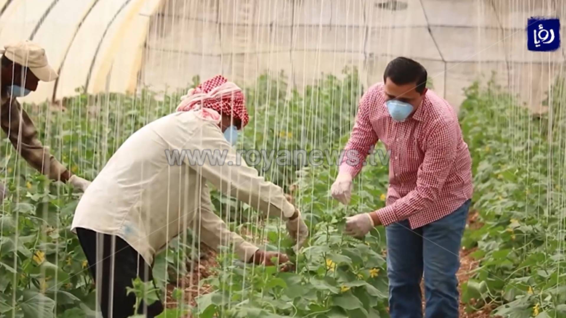 موسم زراعي مثقل بالخسائر في الكرك وتفاؤل بدعم الإنتاج الزراعي