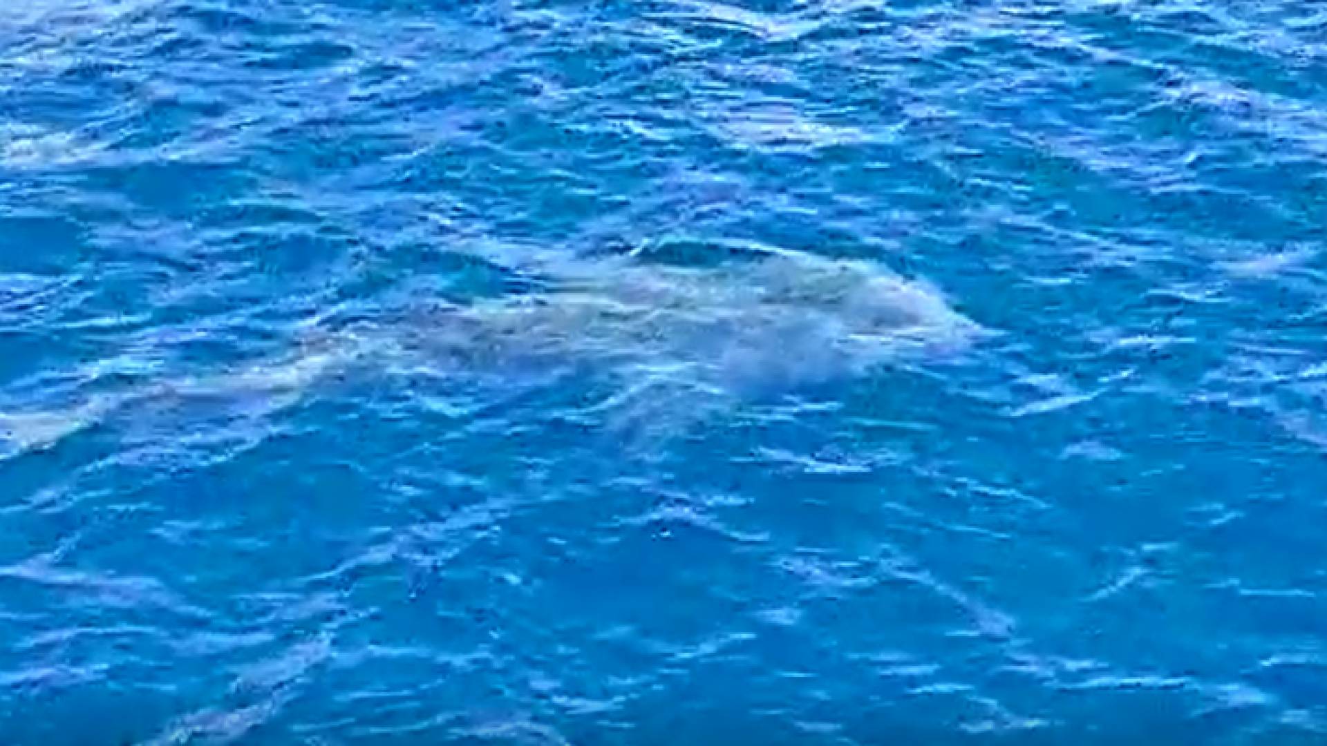 سمكة الحوت البتان تزور شواطئ العقبة